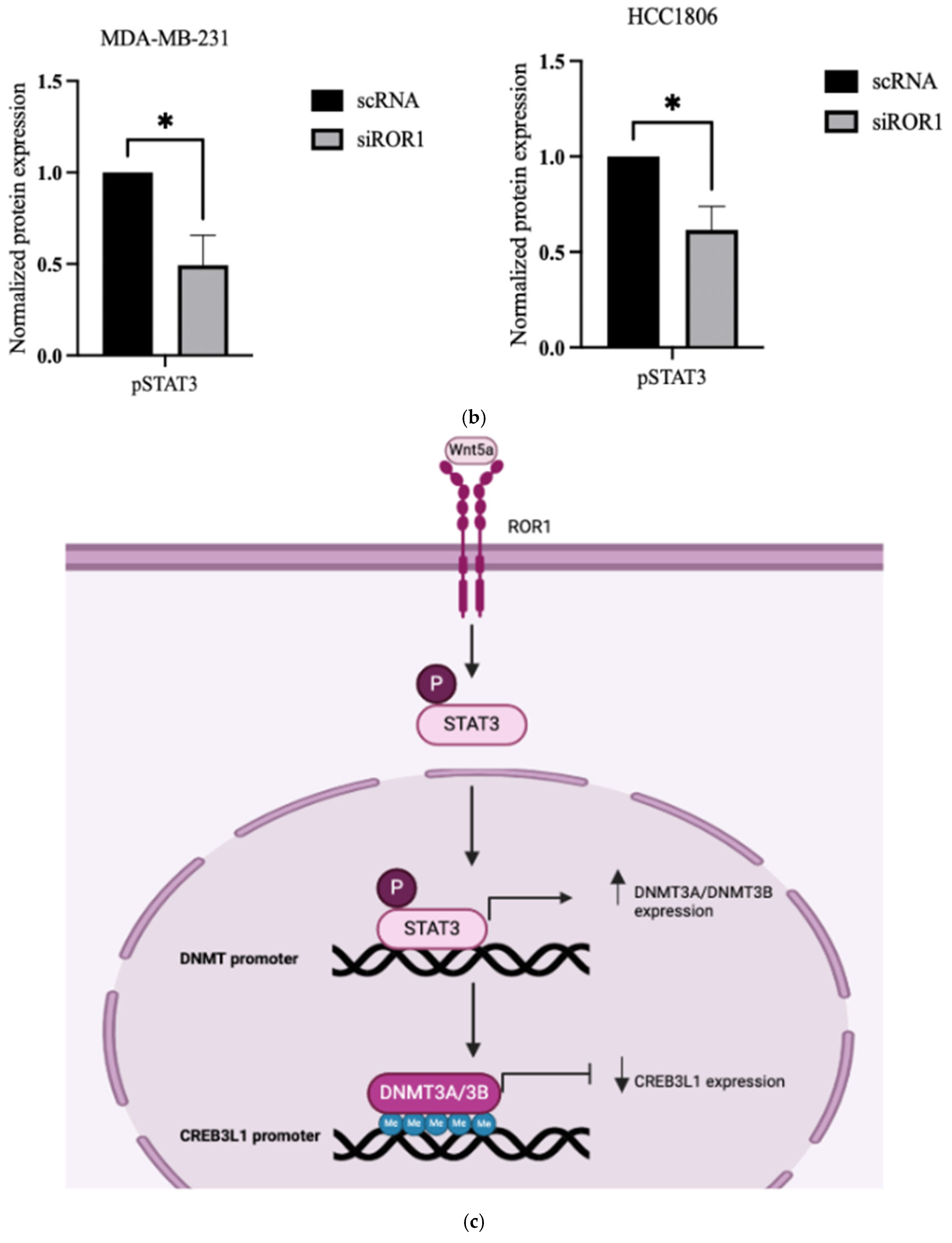 Biomolecules 15 00734 g005b