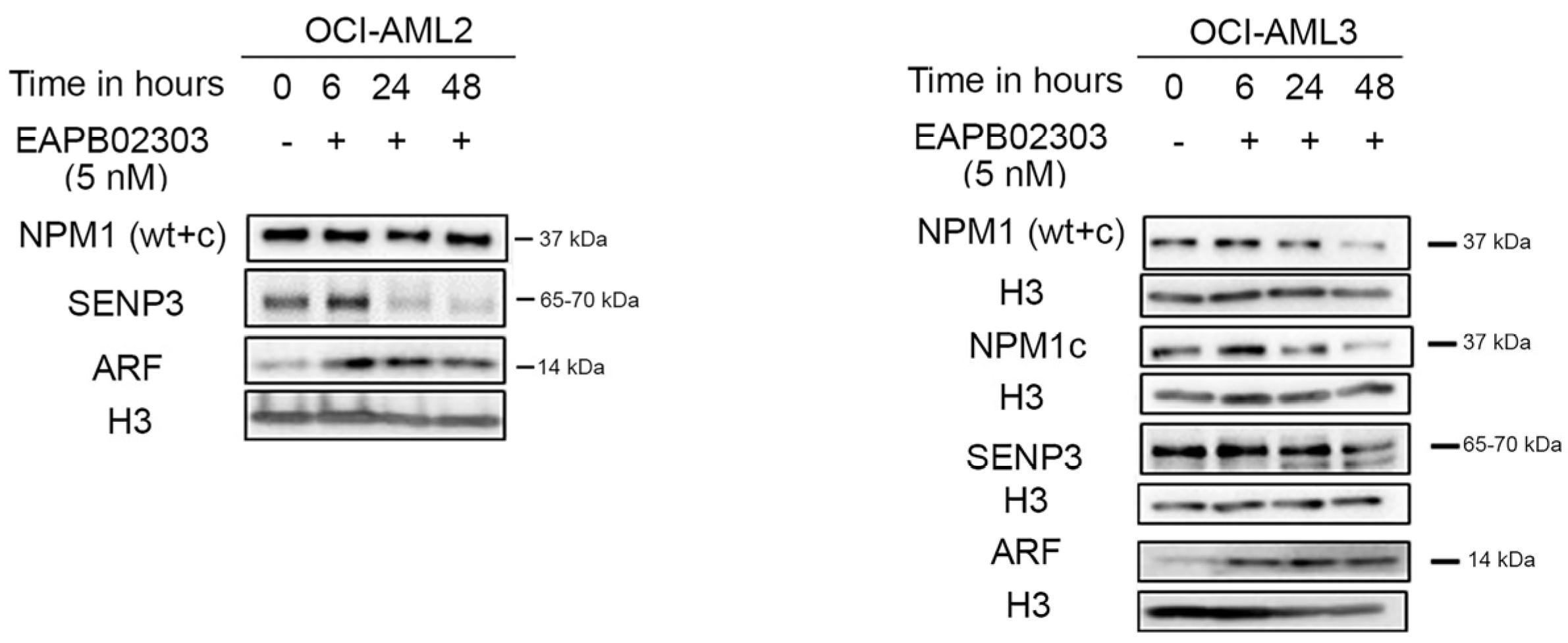 Biomolecules 15 00741 g004