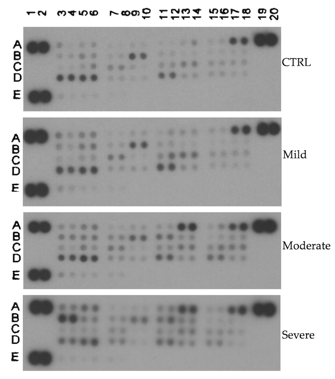 Biomolecules 15 00743 g002