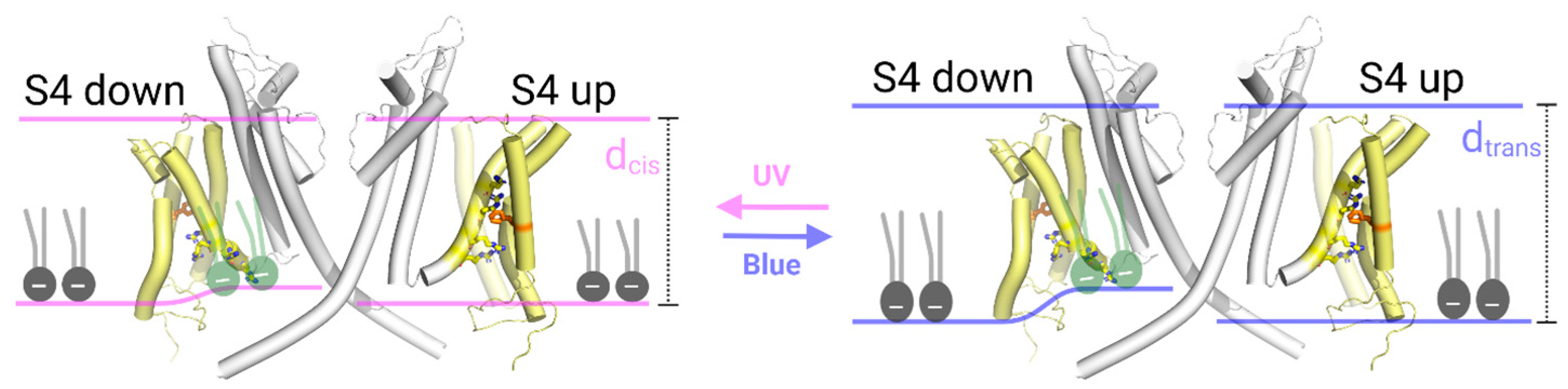 Biomolecules 15 00744 g006