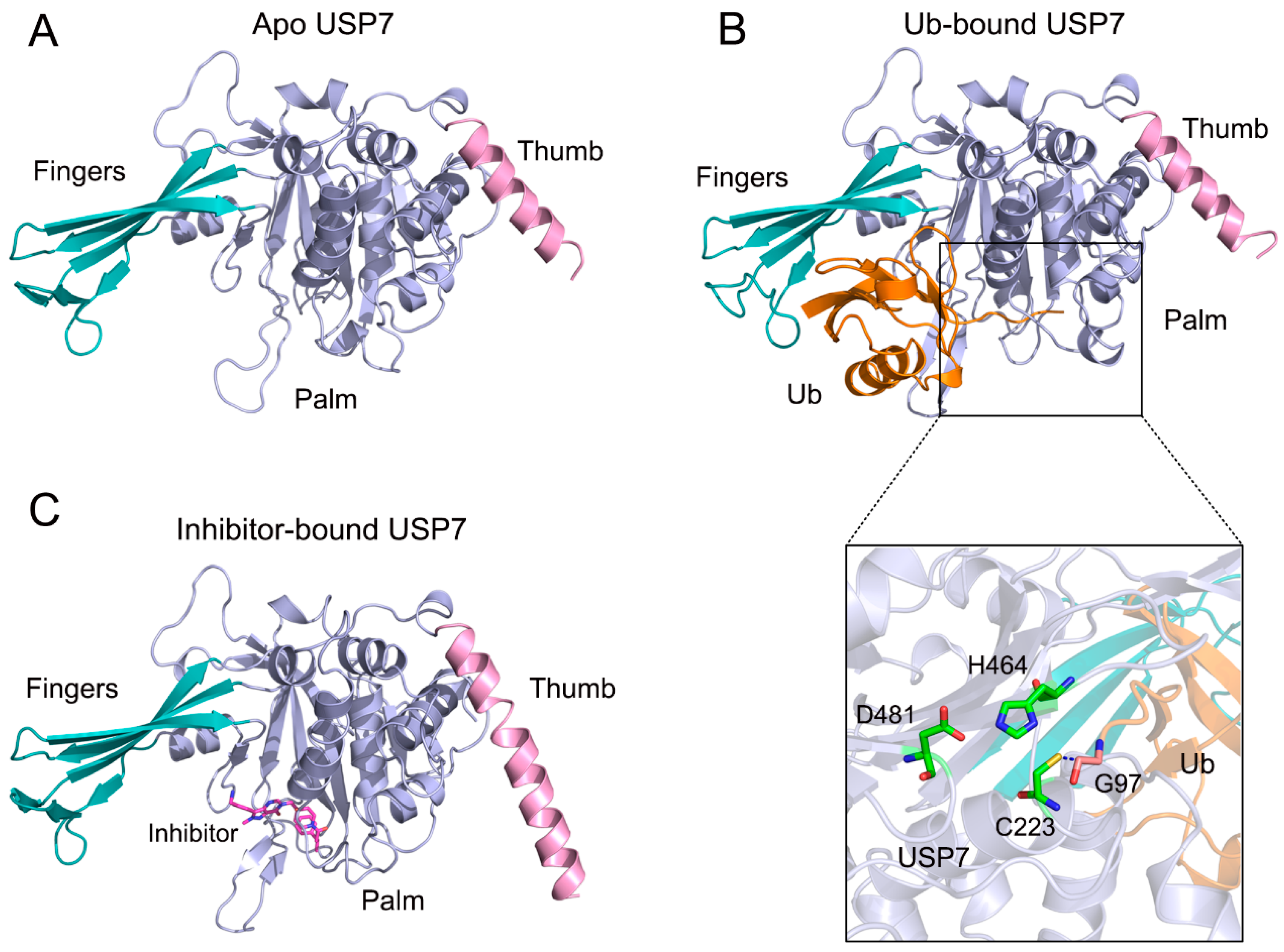 Biomolecules 15 00749 g001