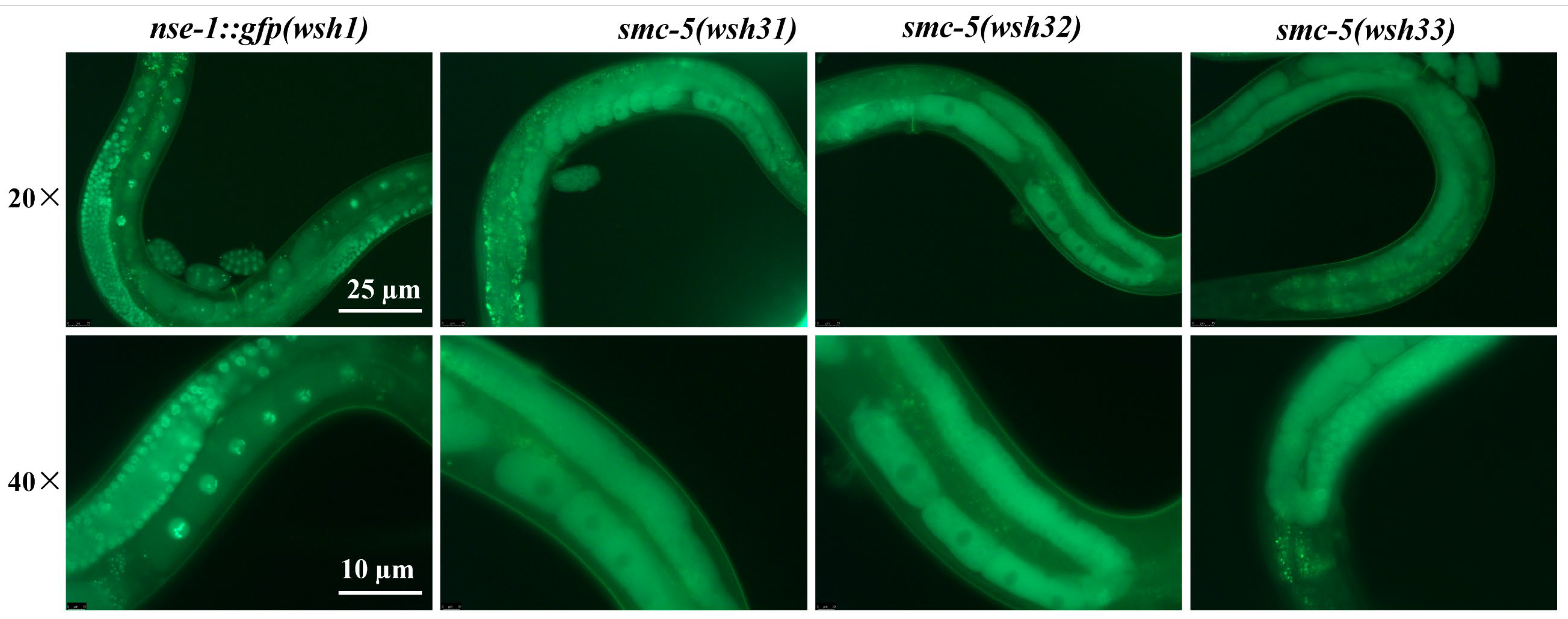 Biomolecules 15 00755 g001