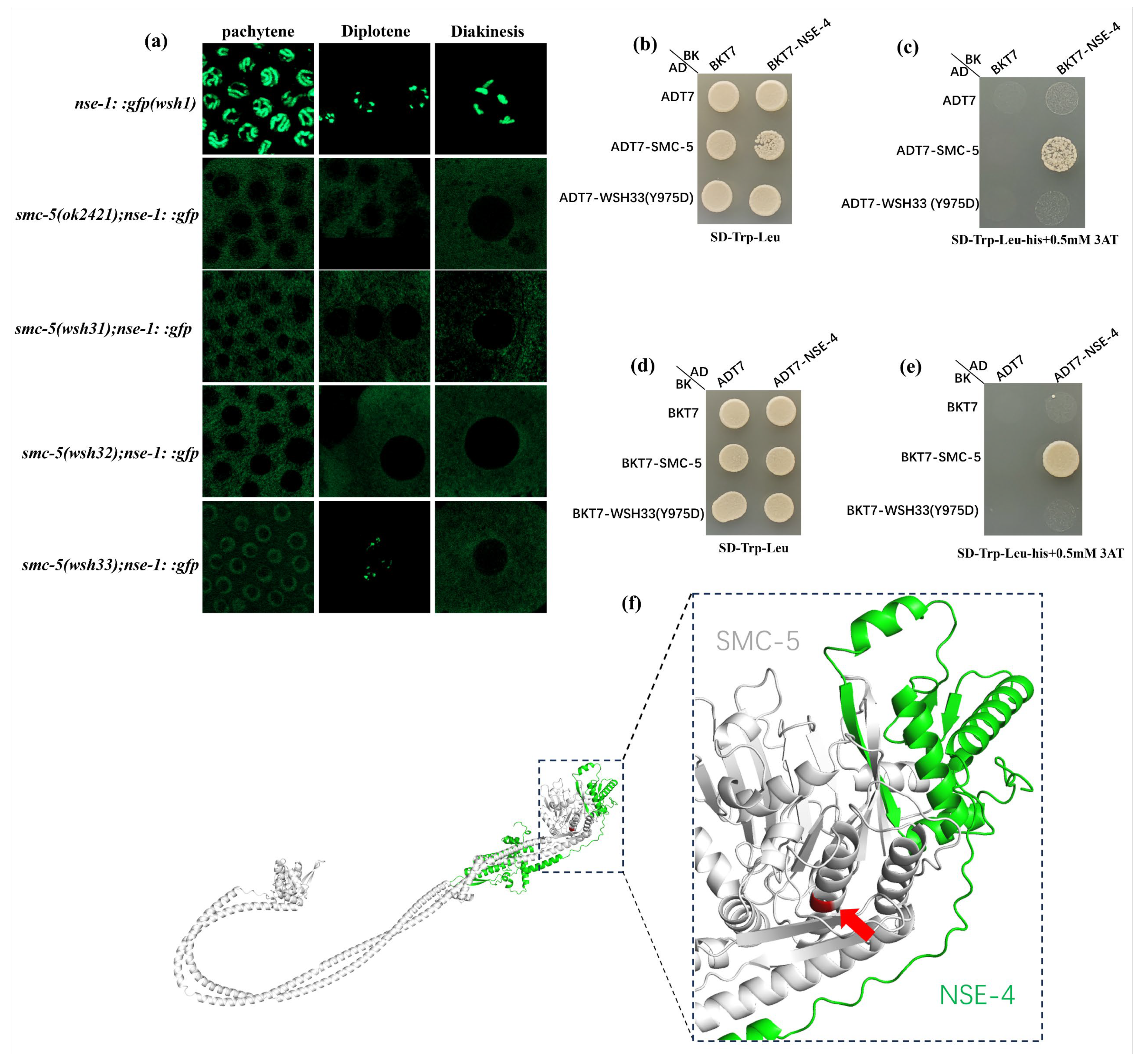 Biomolecules 15 00755 g007