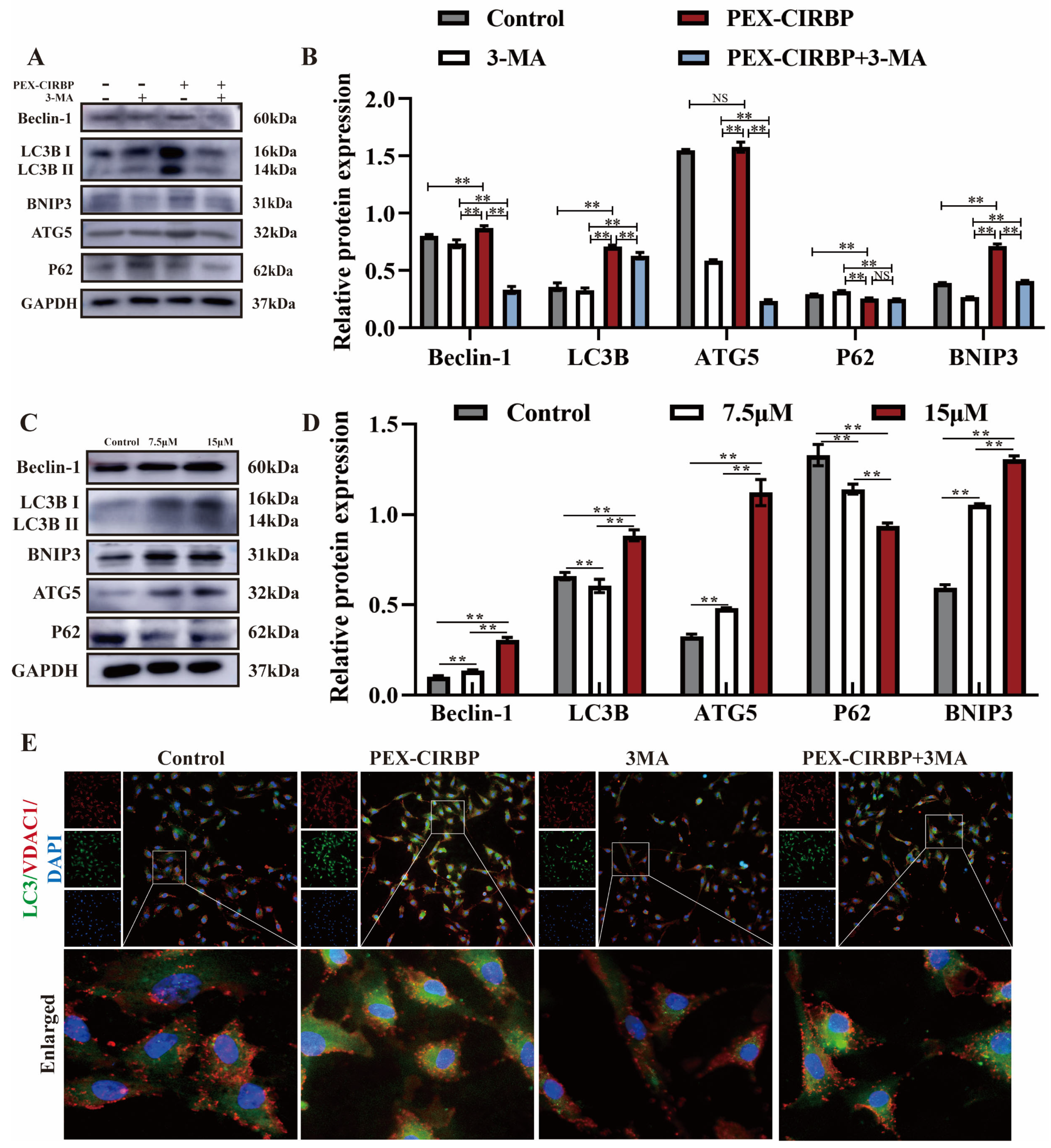 Biomolecules 15 00759 g005