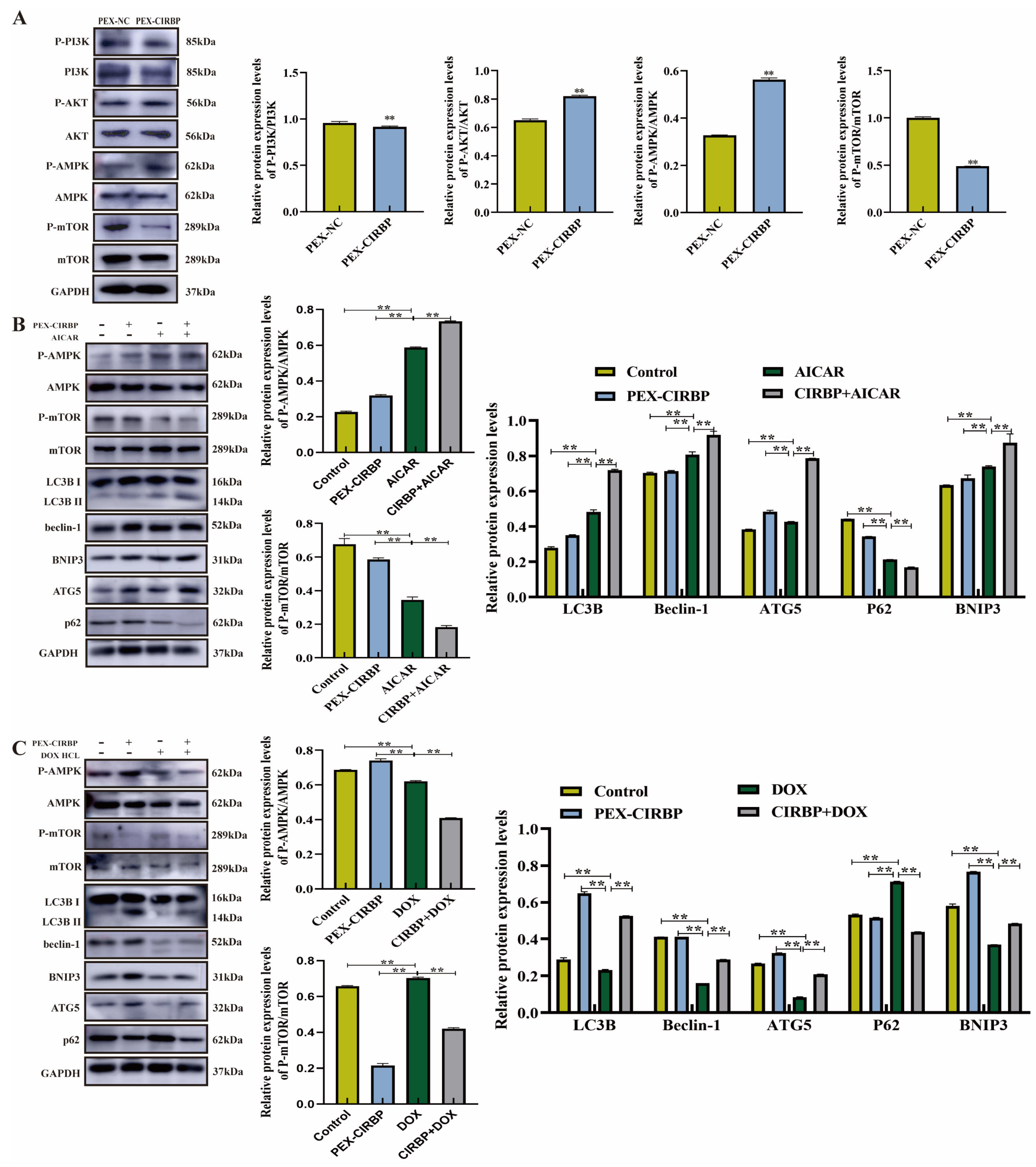 Biomolecules 15 00759 g007