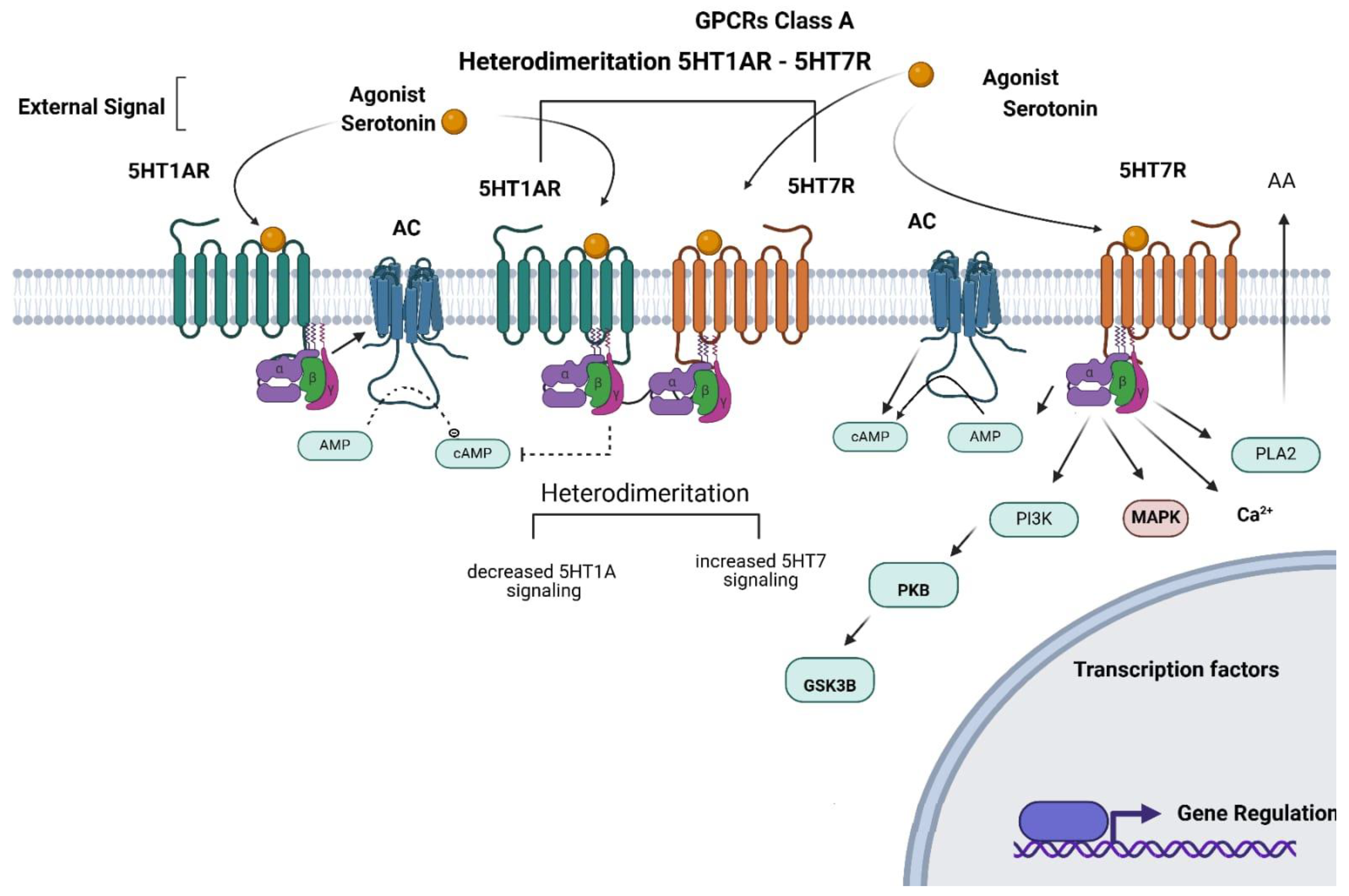 Biomolecules 15 00762 g002