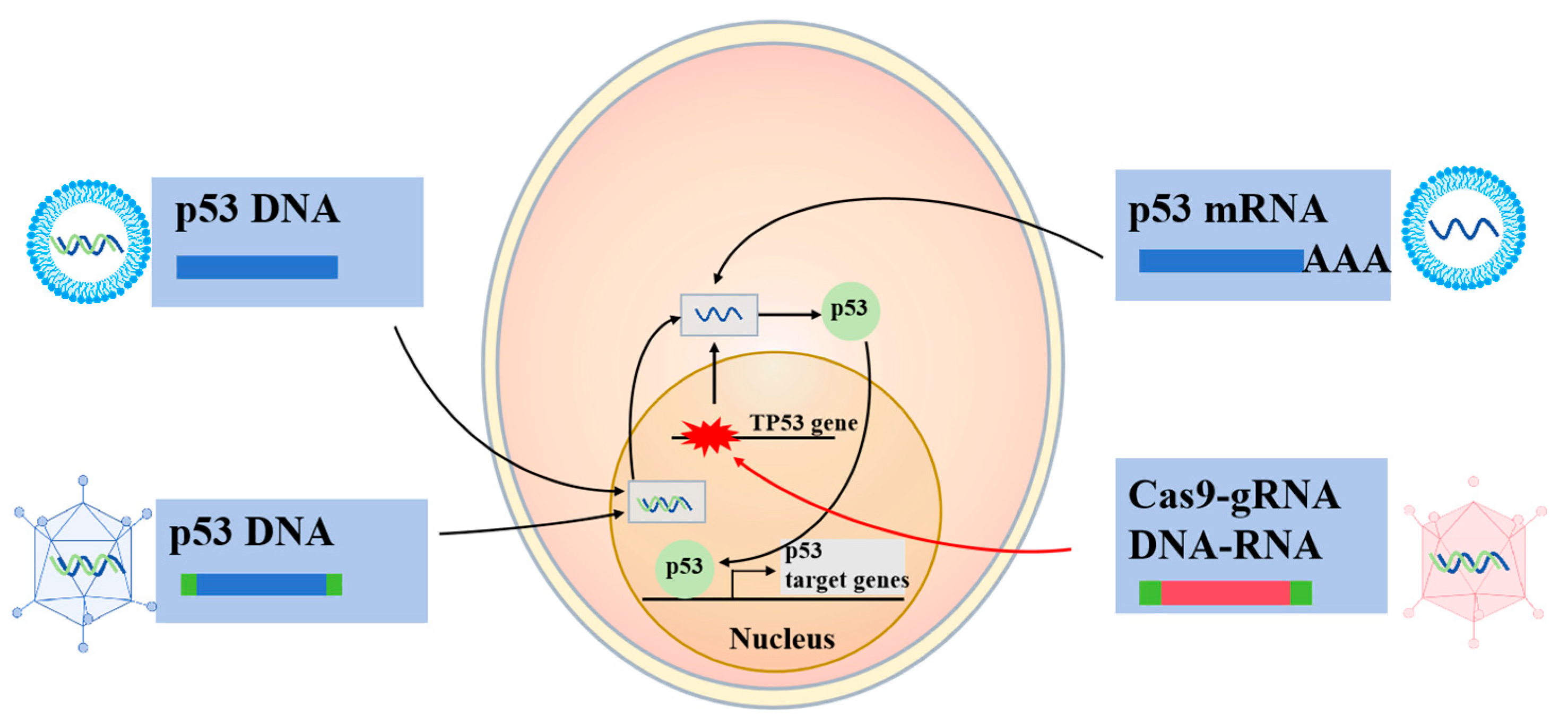 Biomolecules 15 00763 g004