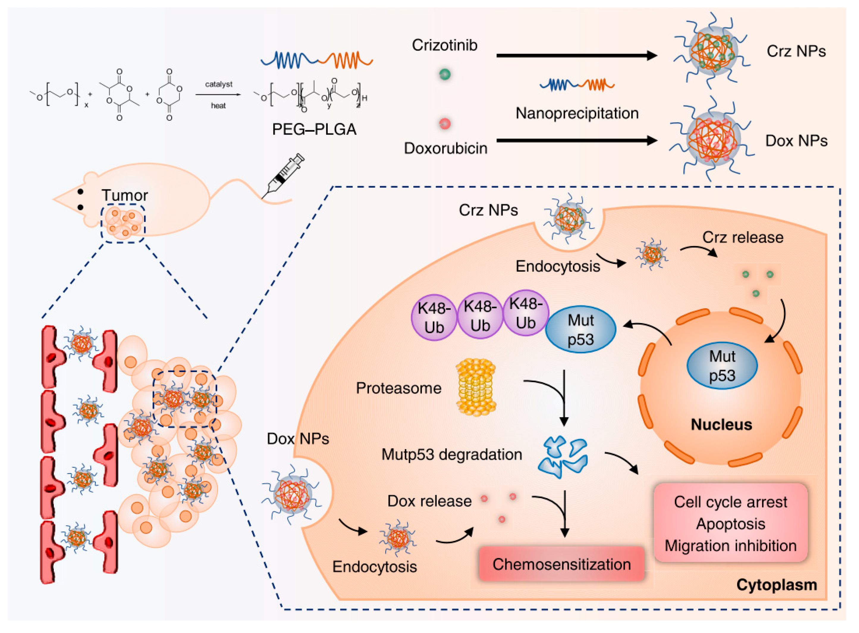 Biomolecules 15 00763 g006