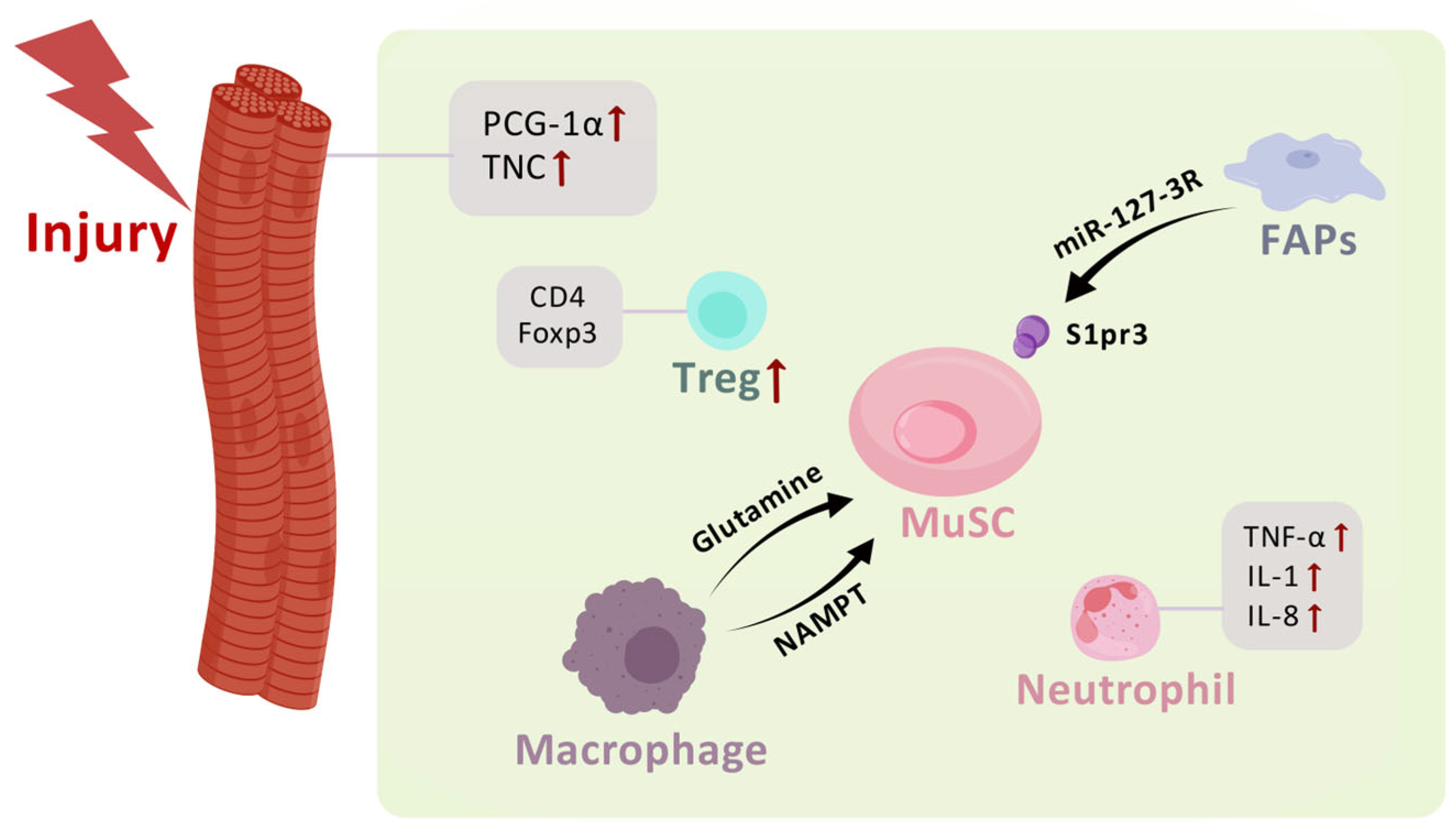 Biomolecules 15 00765 g003