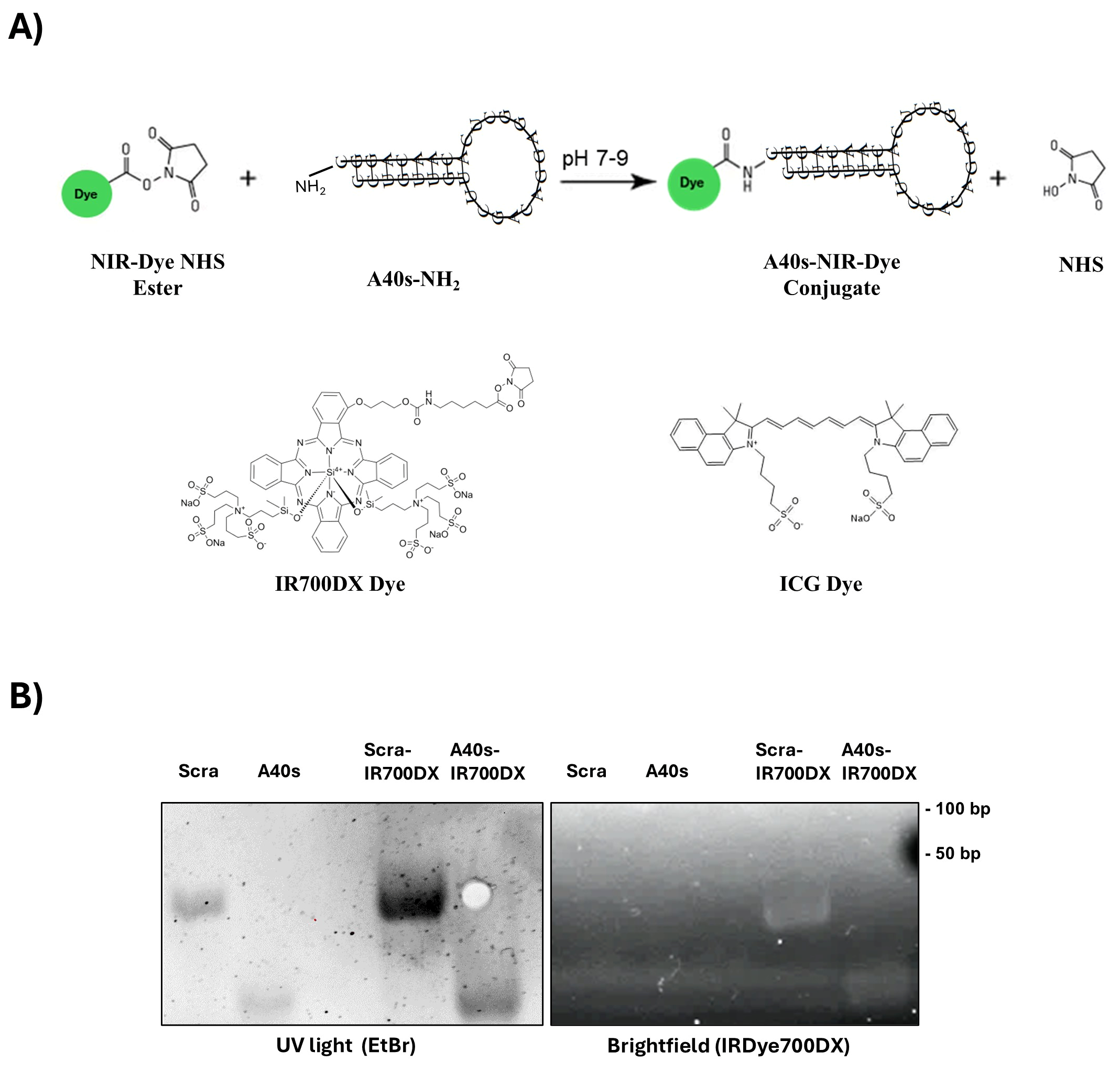 Biomolecules 15 00768 g001