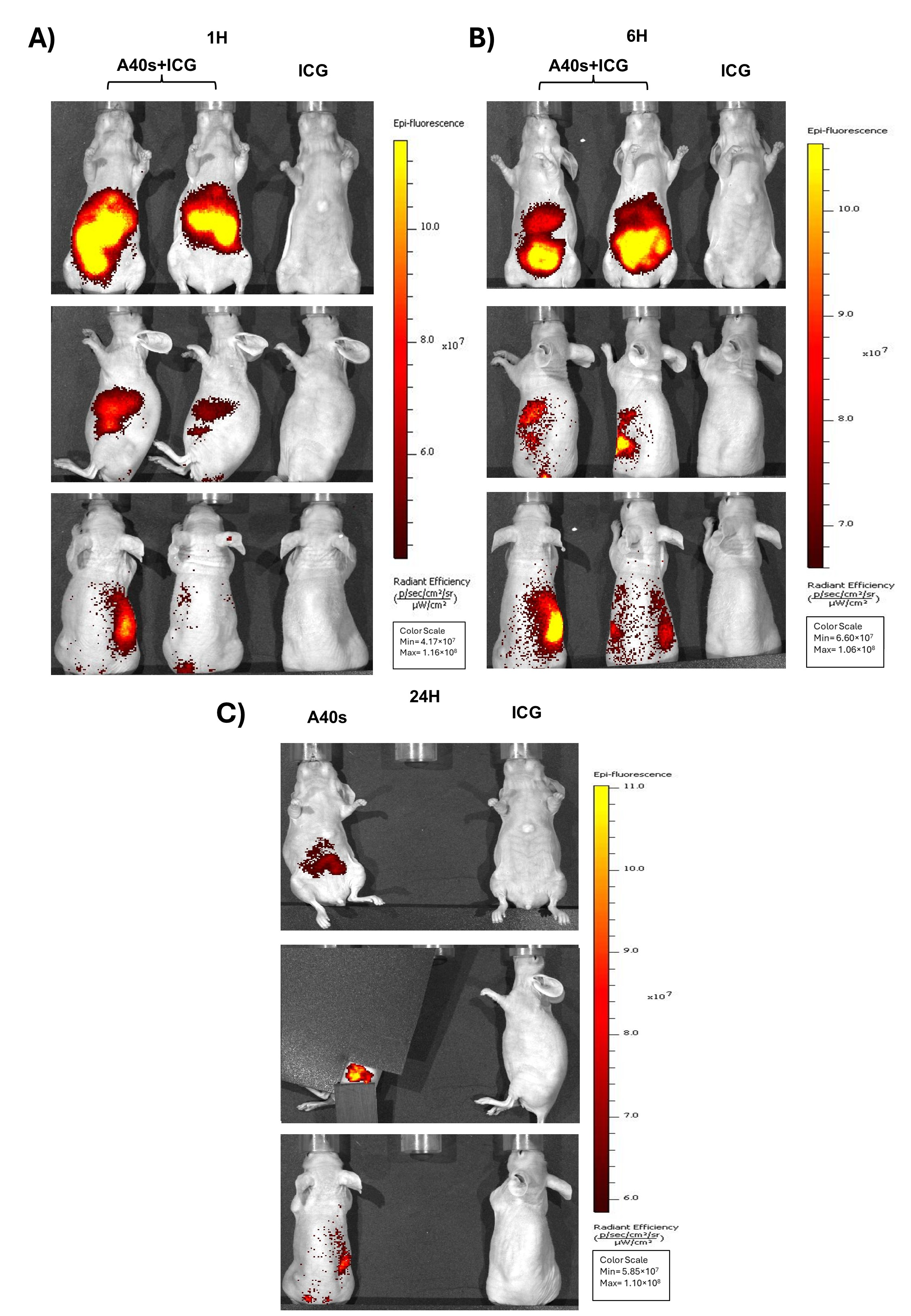 Biomolecules 15 00768 g004
