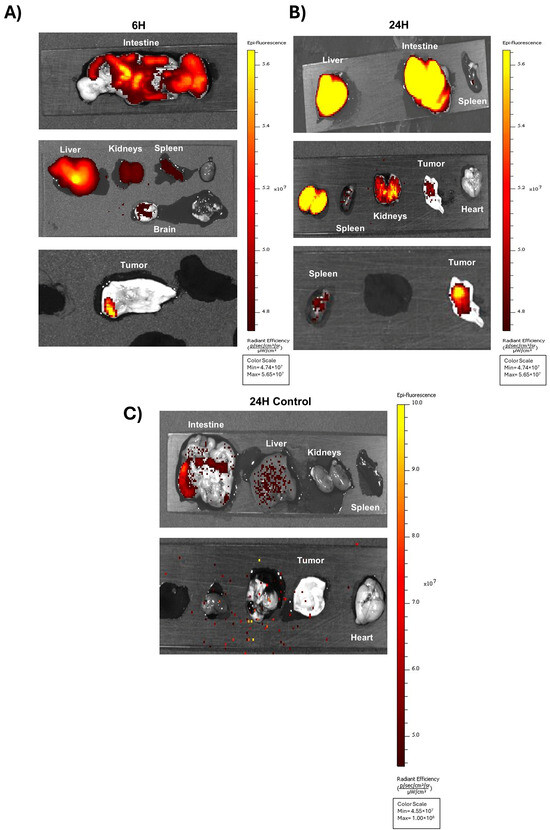 Targeting Glioblastoma Stem Cells: A40s Aptamer-NIR-Dye