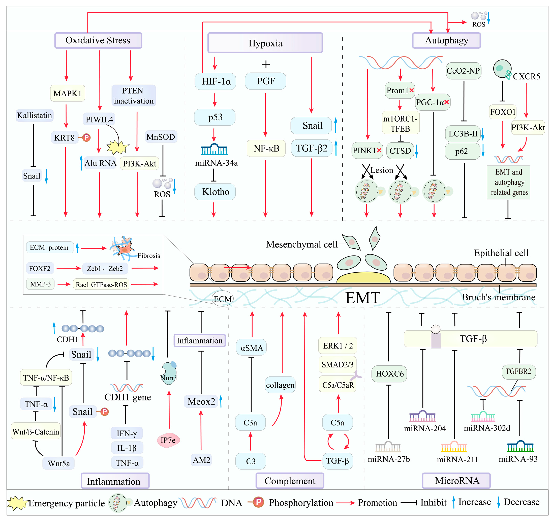 Biomolecules 15 00771 g002