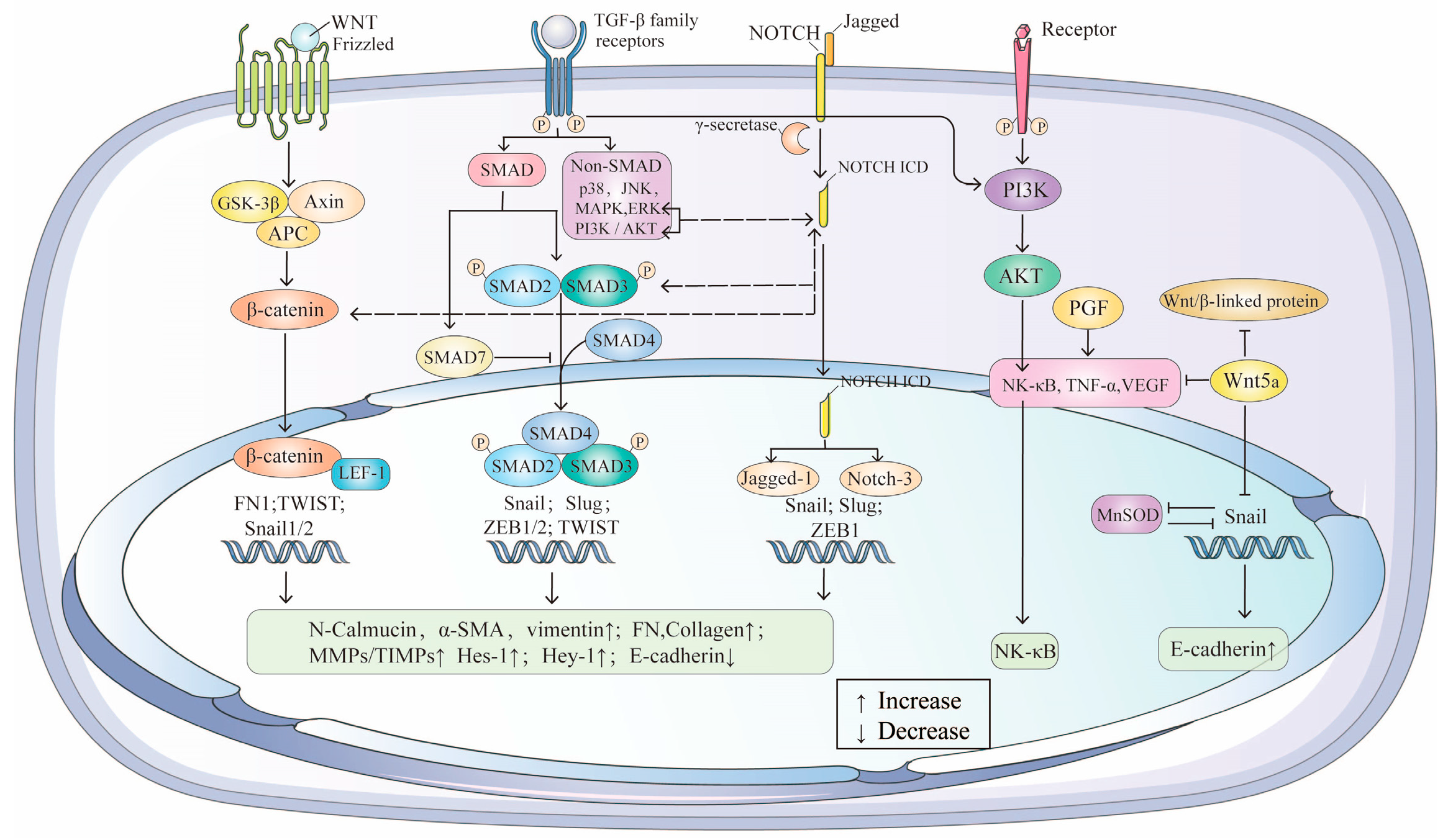 Biomolecules 15 00771 g003