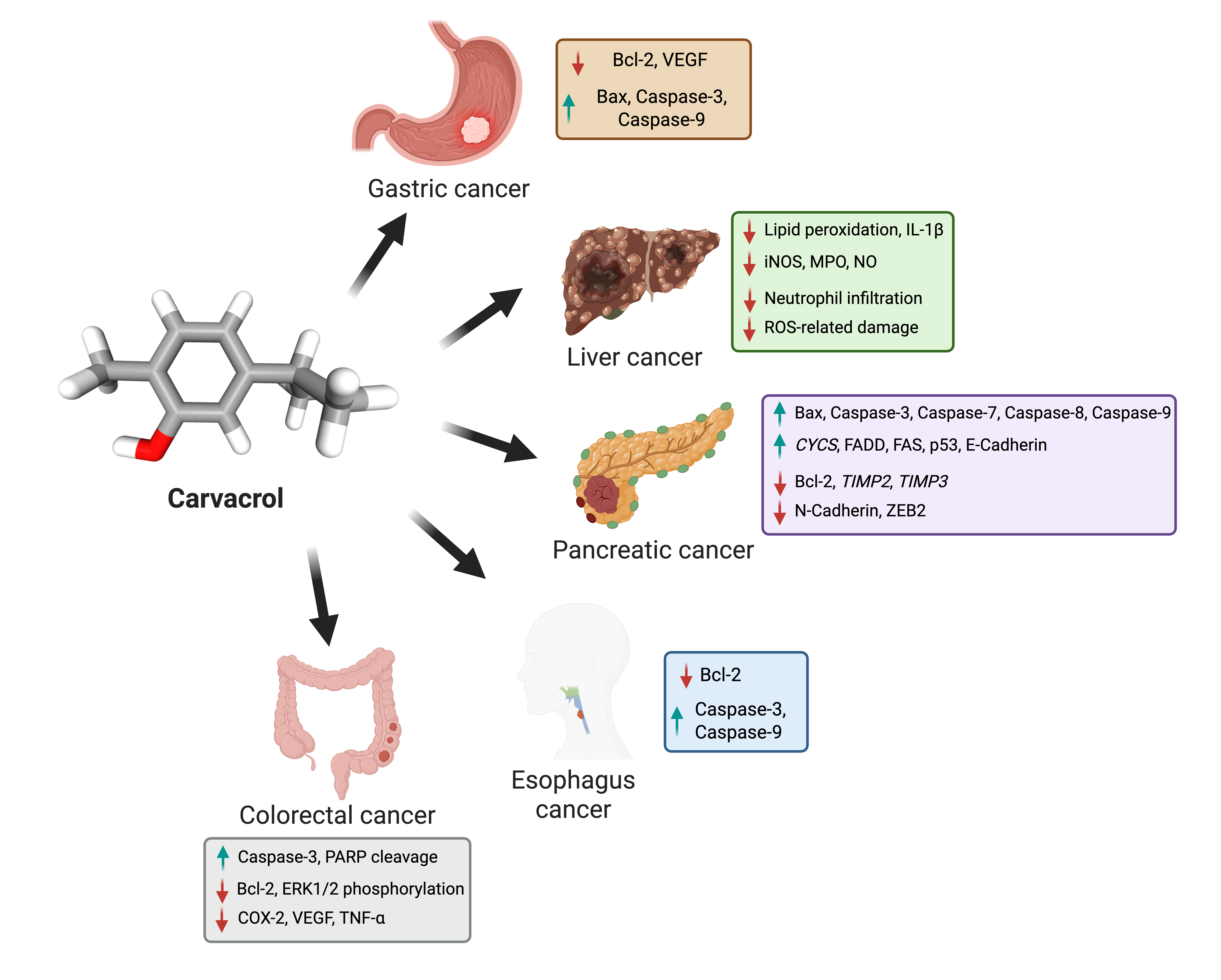 Biomolecules 15 00777 g001