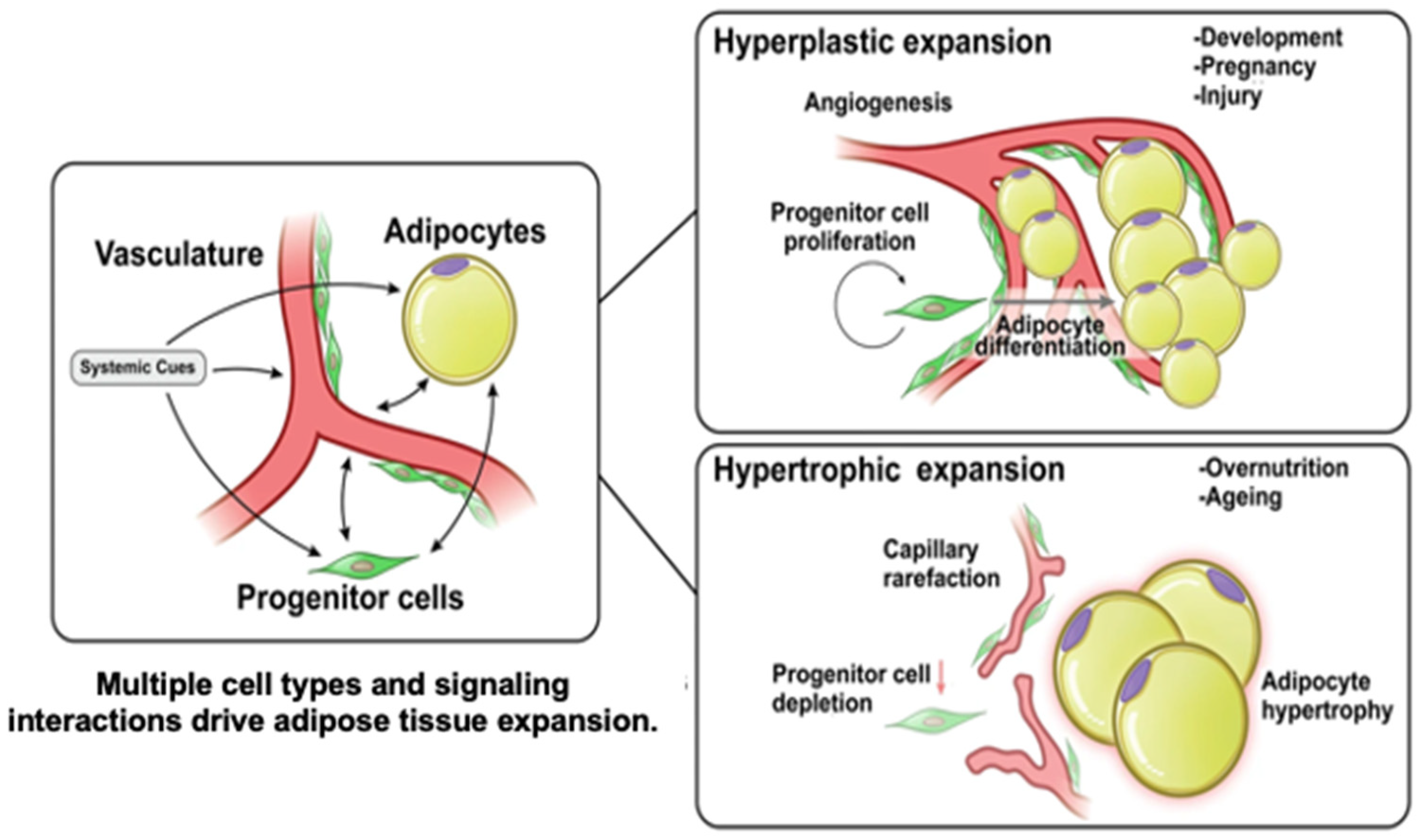 Biomolecules 15 00780 g002