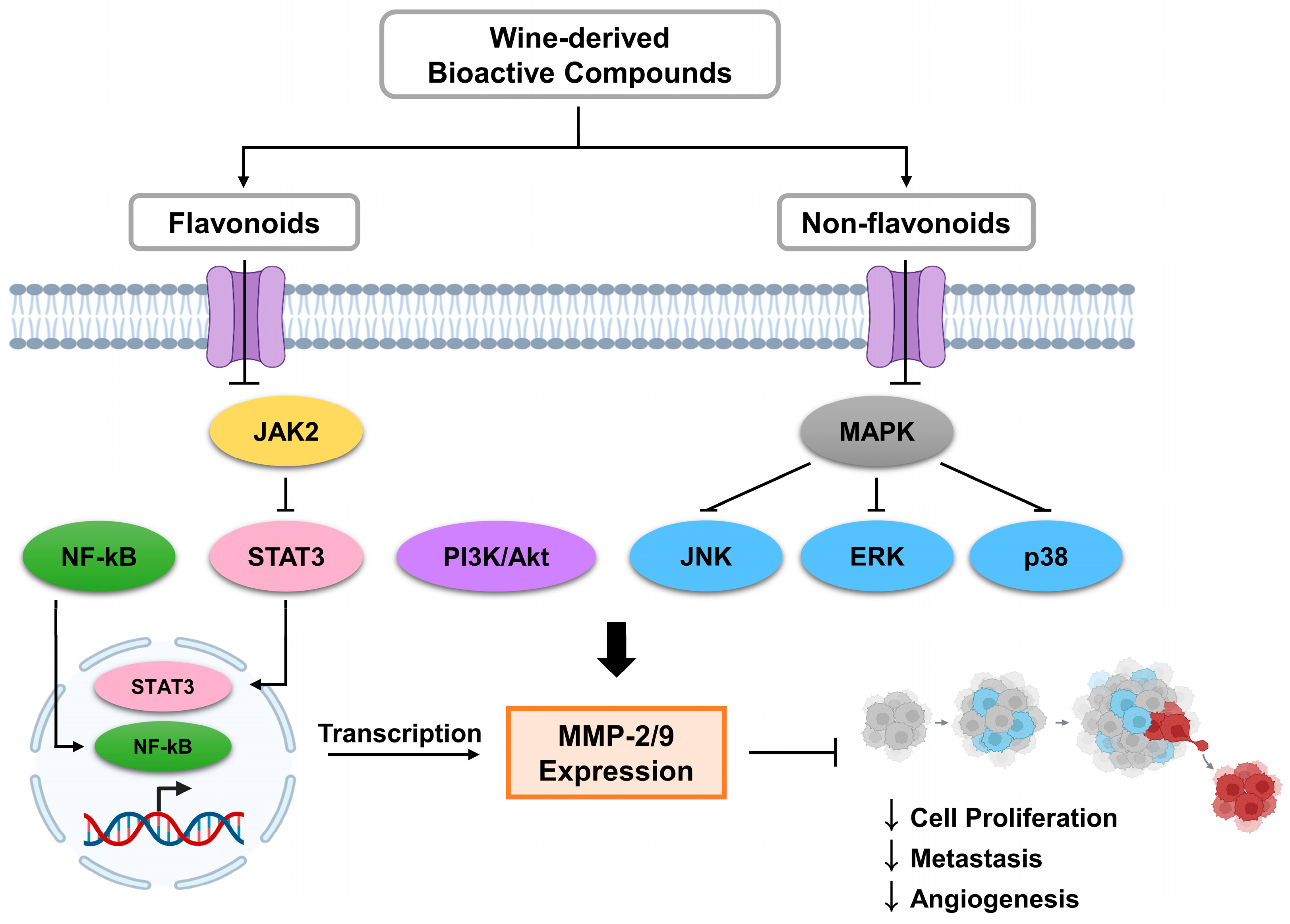 Biomolecules 15 00781 g002