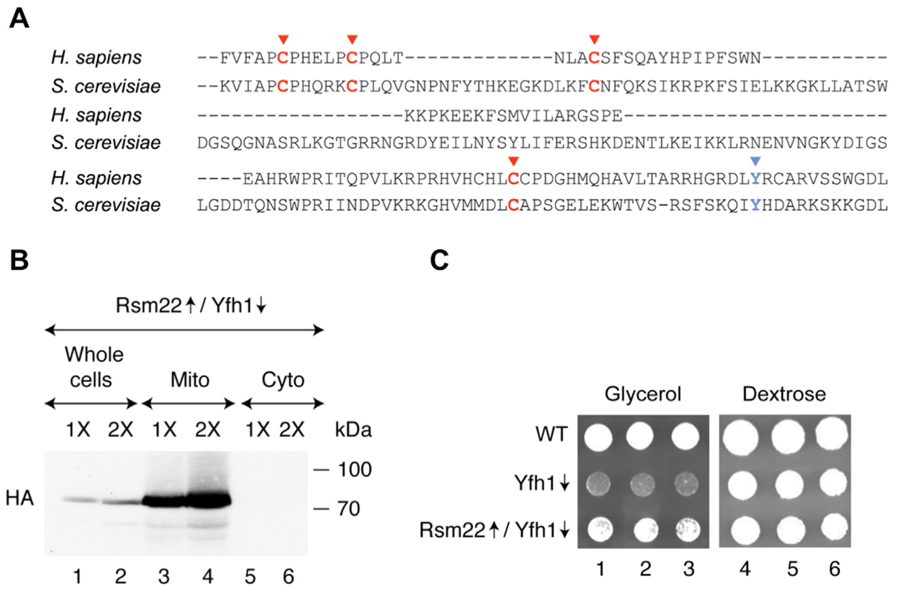 Biomolecules 15 00785 g001