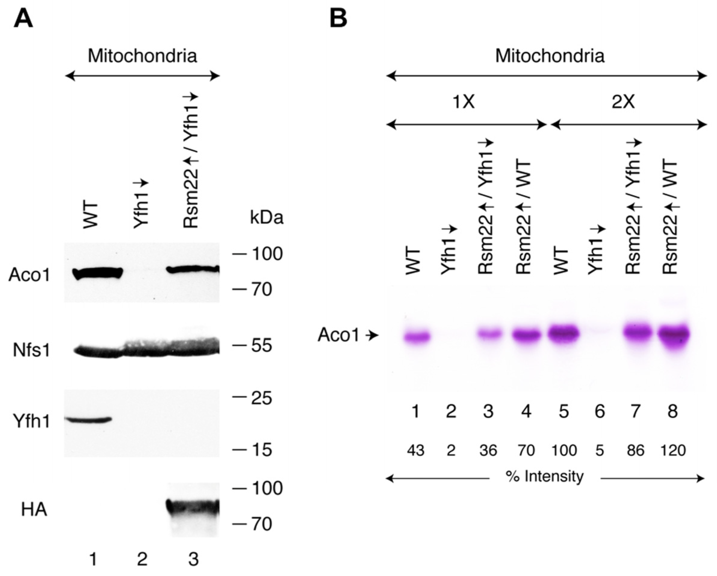 Biomolecules 15 00785 g002