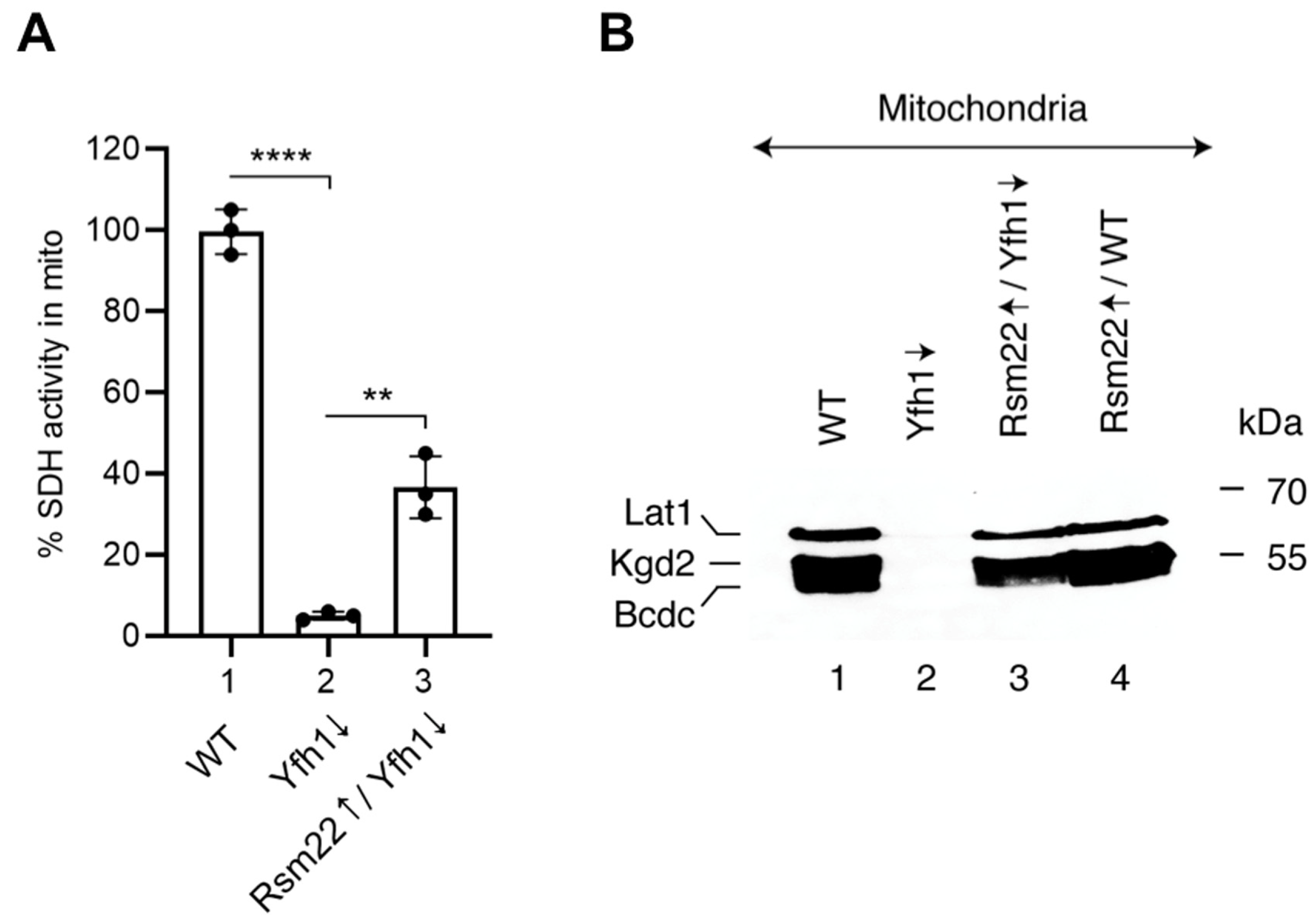 Biomolecules 15 00785 g005