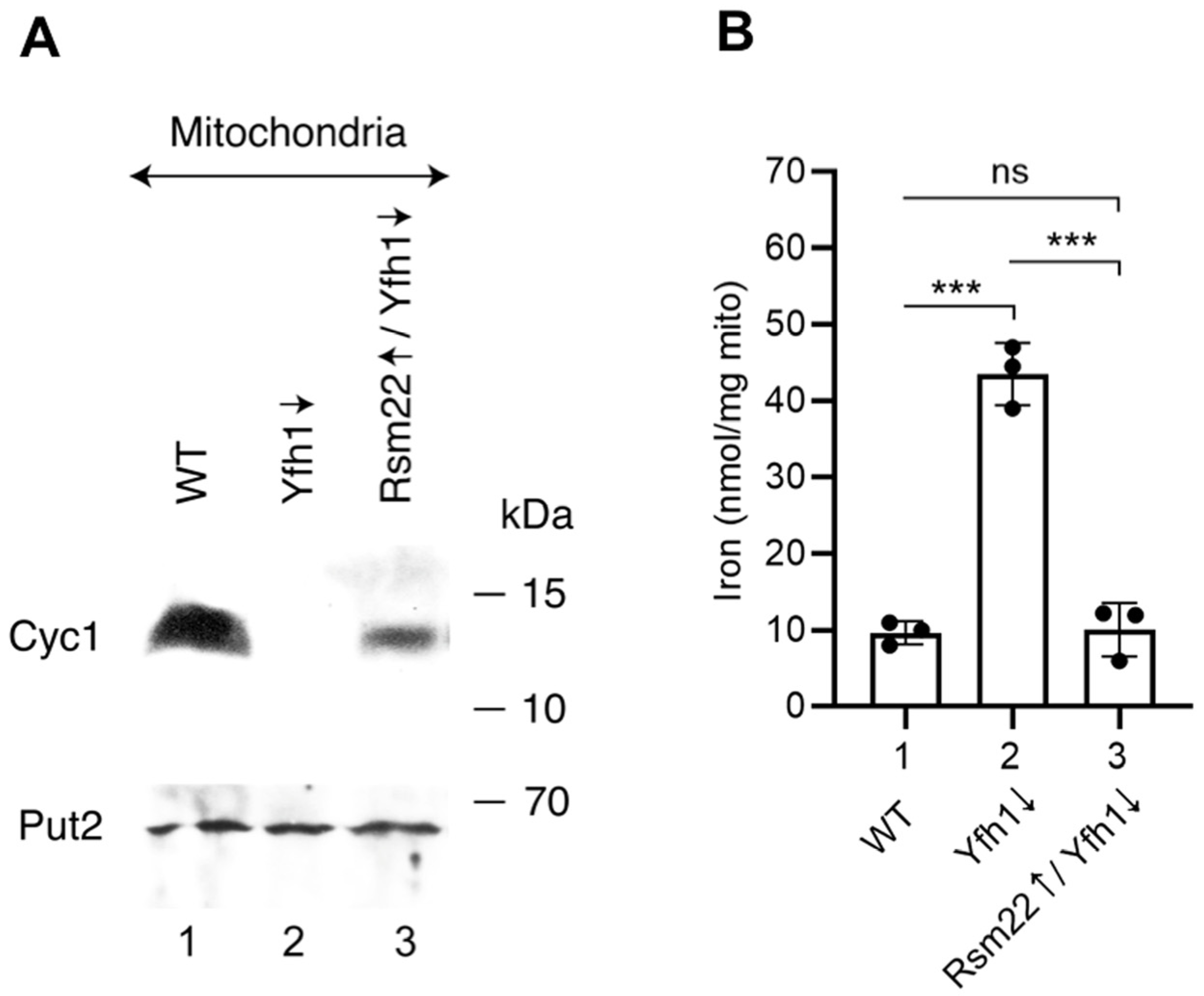 Biomolecules 15 00785 g006