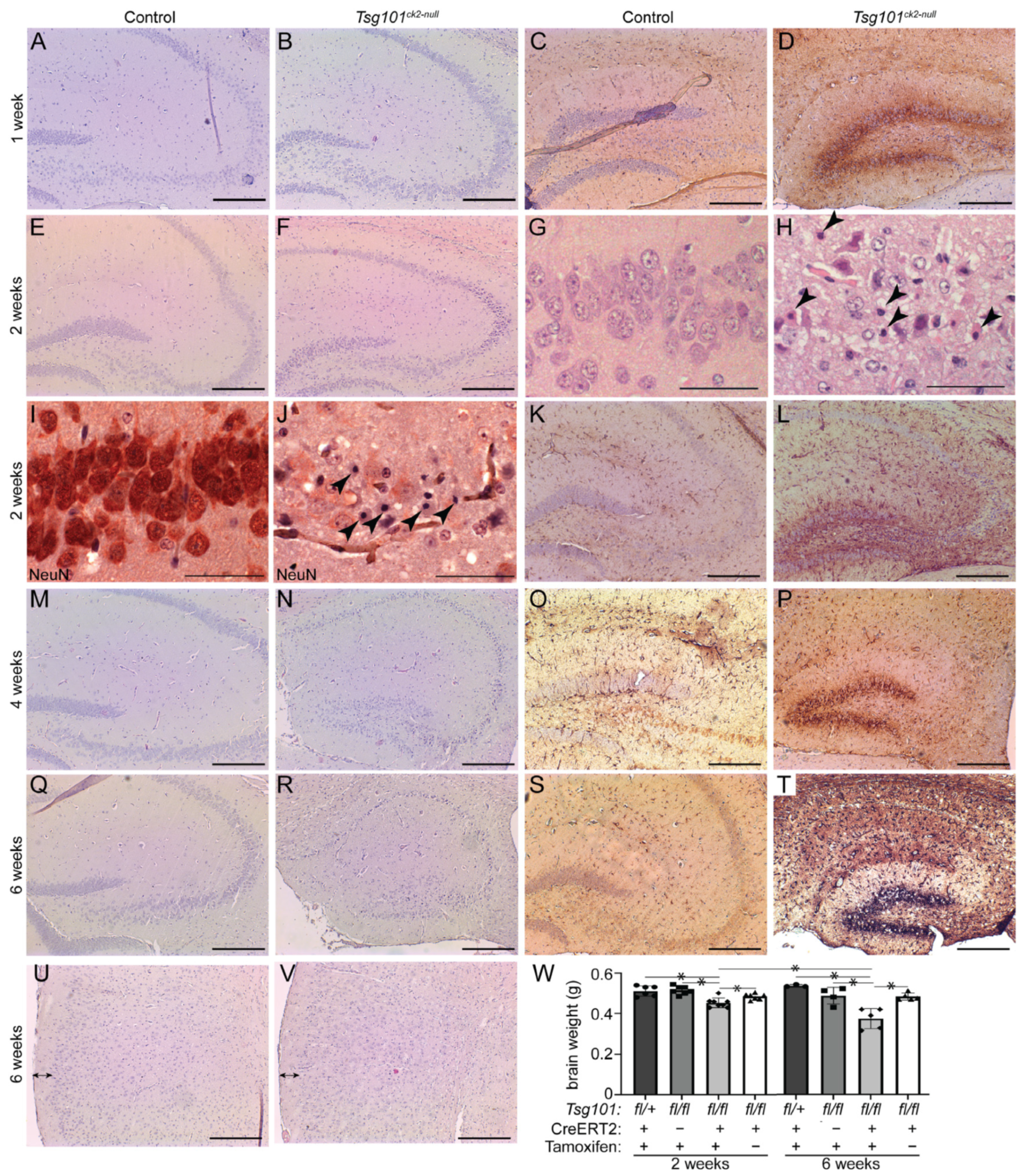 Biomolecules 15 00786 g004