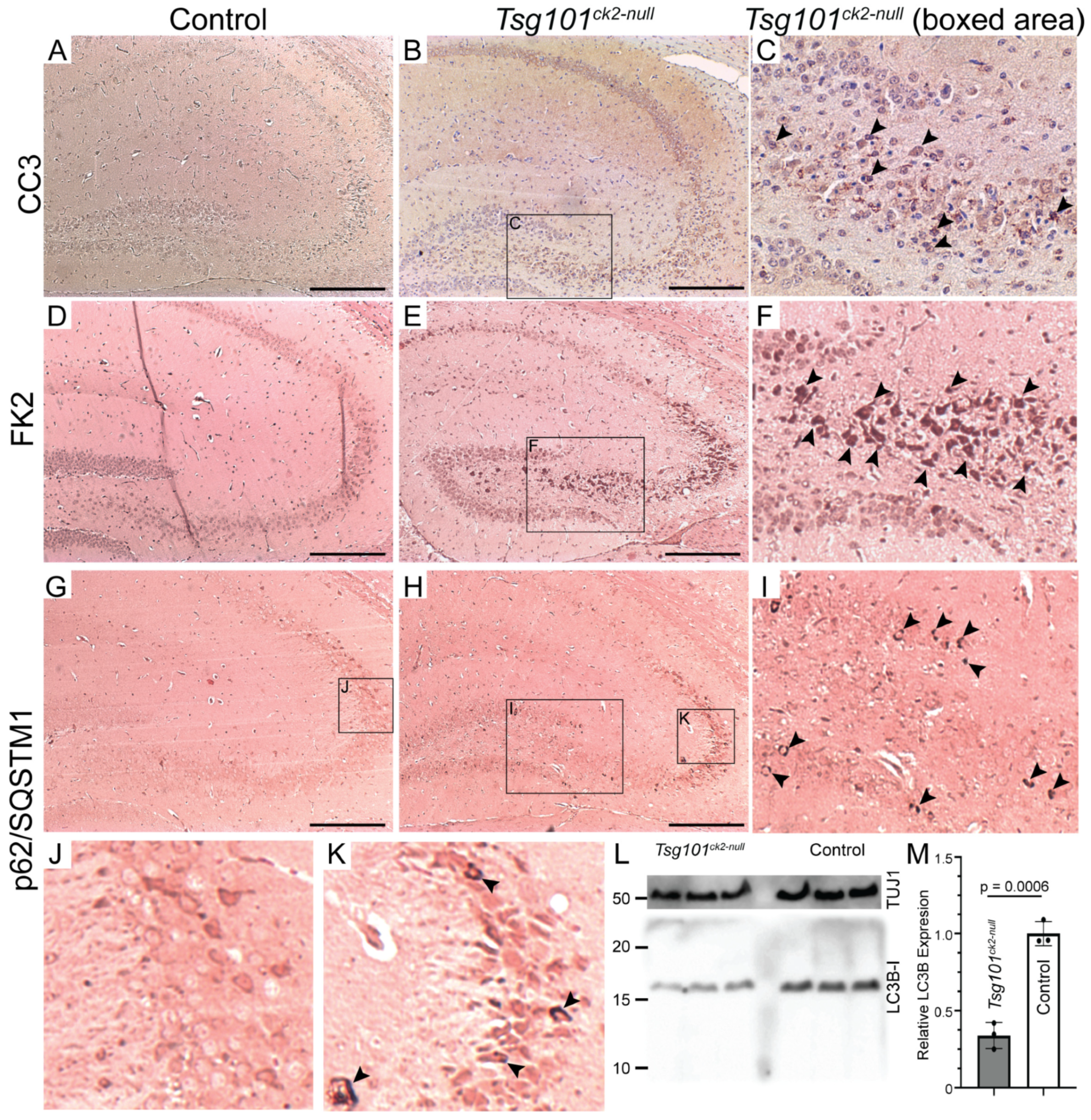 Biomolecules 15 00786 g005