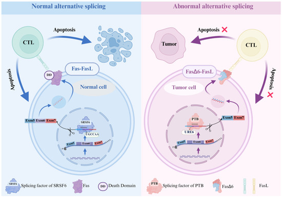 Alternative Splicing in Tumorigenesis and Cancer Therapy