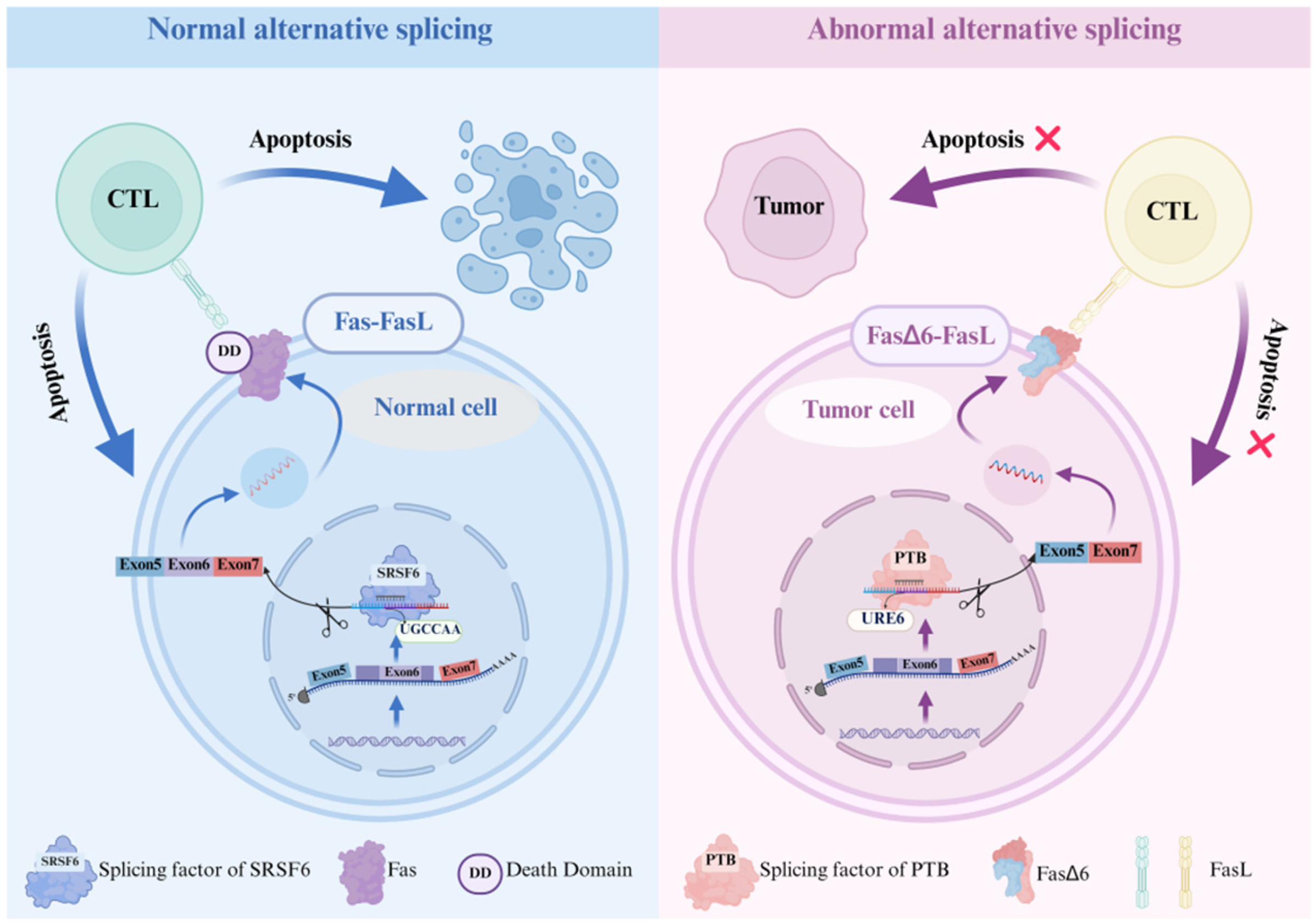 全てのアイテム Tumorigenesis in Splicing Alternative and Therapy Cancer K-POP・アジア