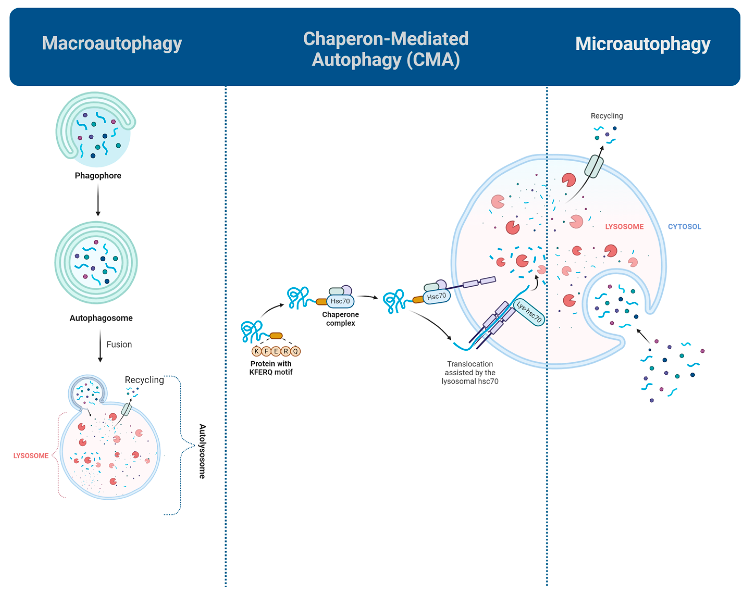 Biomolecules 15 00797 g001