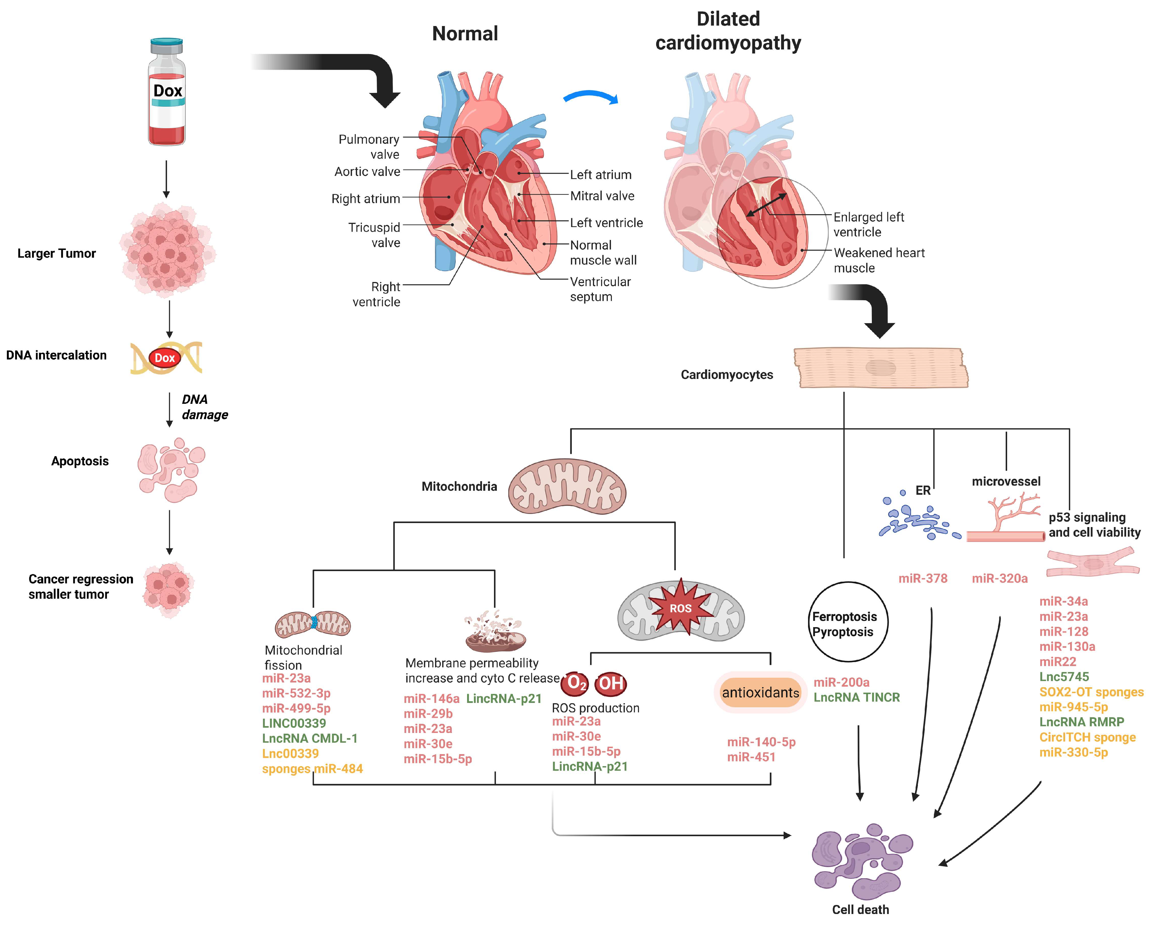Biomolecules 15 00800 g001