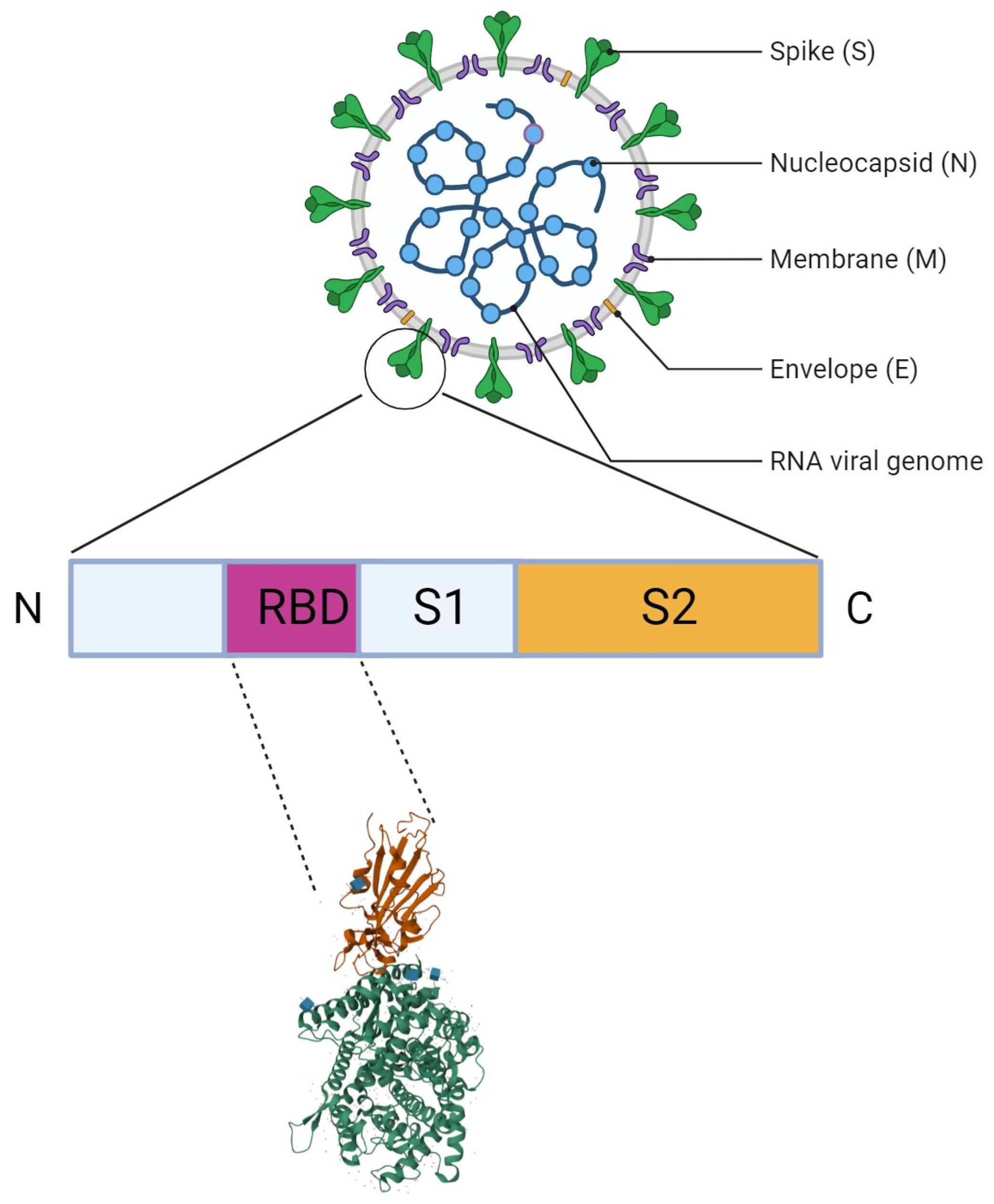 Biomolecules 15 00805 g001