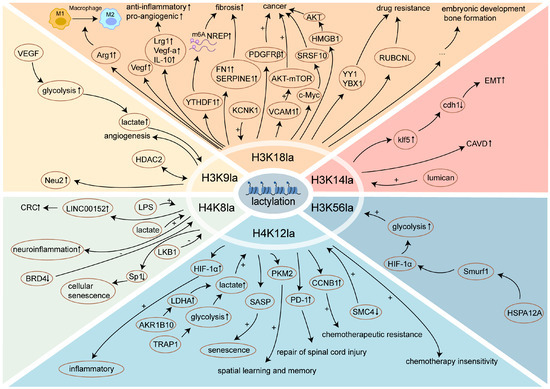 Lactylation: From Molecular Insights to Disease Relevance
