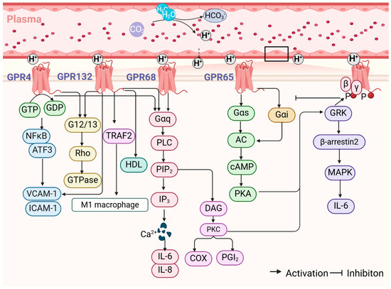Proton-Sensing G Protein-Coupled Receptors and Their