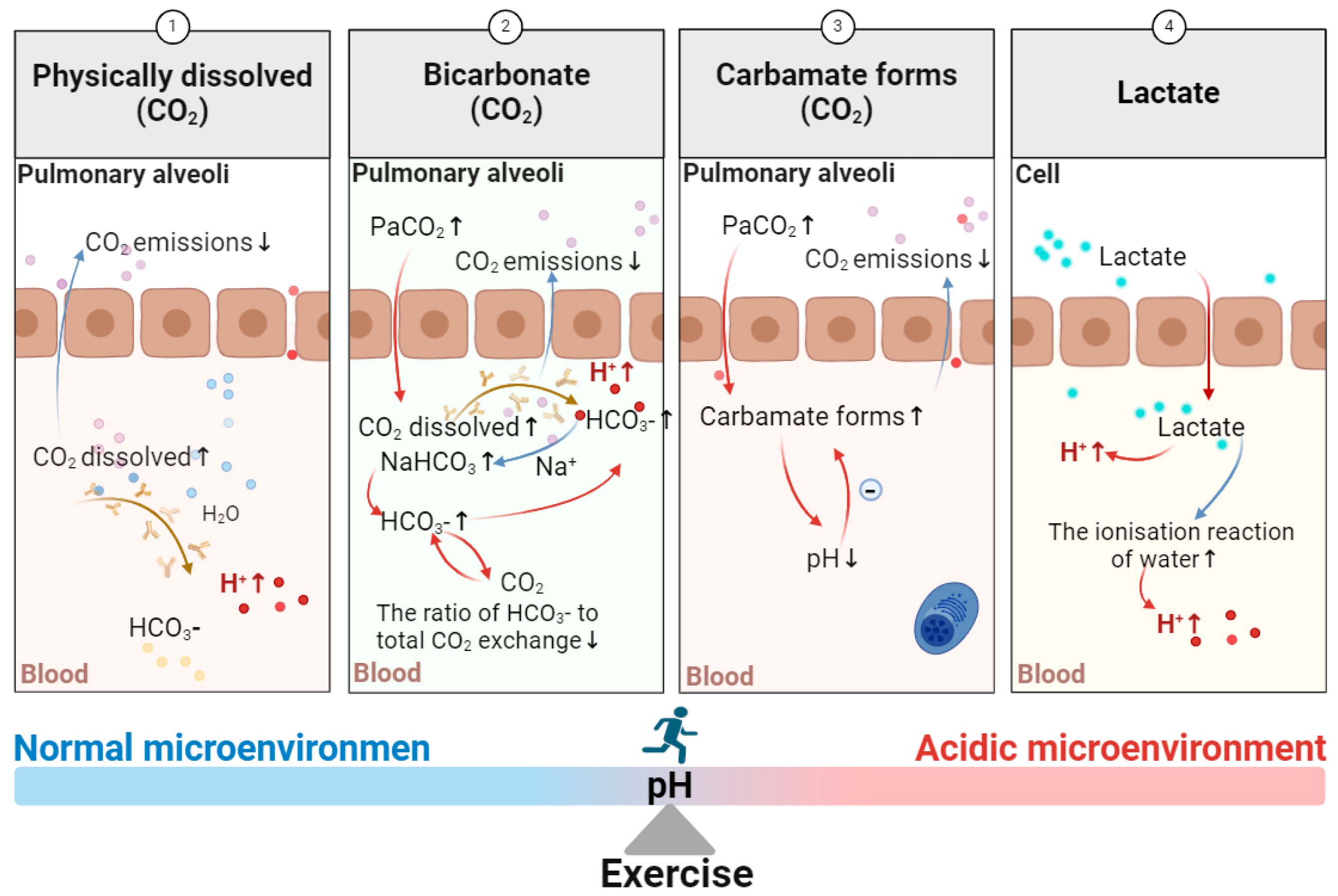 Biomolecules 15 00813 g004 Biomolecules 15 00813 g004