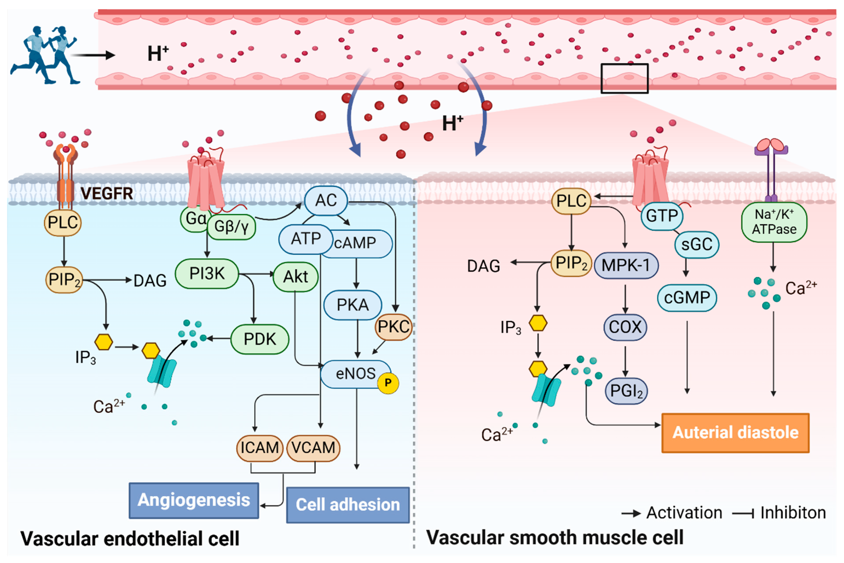 Biomolecules 15 00813 g005 Biomolecules 15 00813 g005
