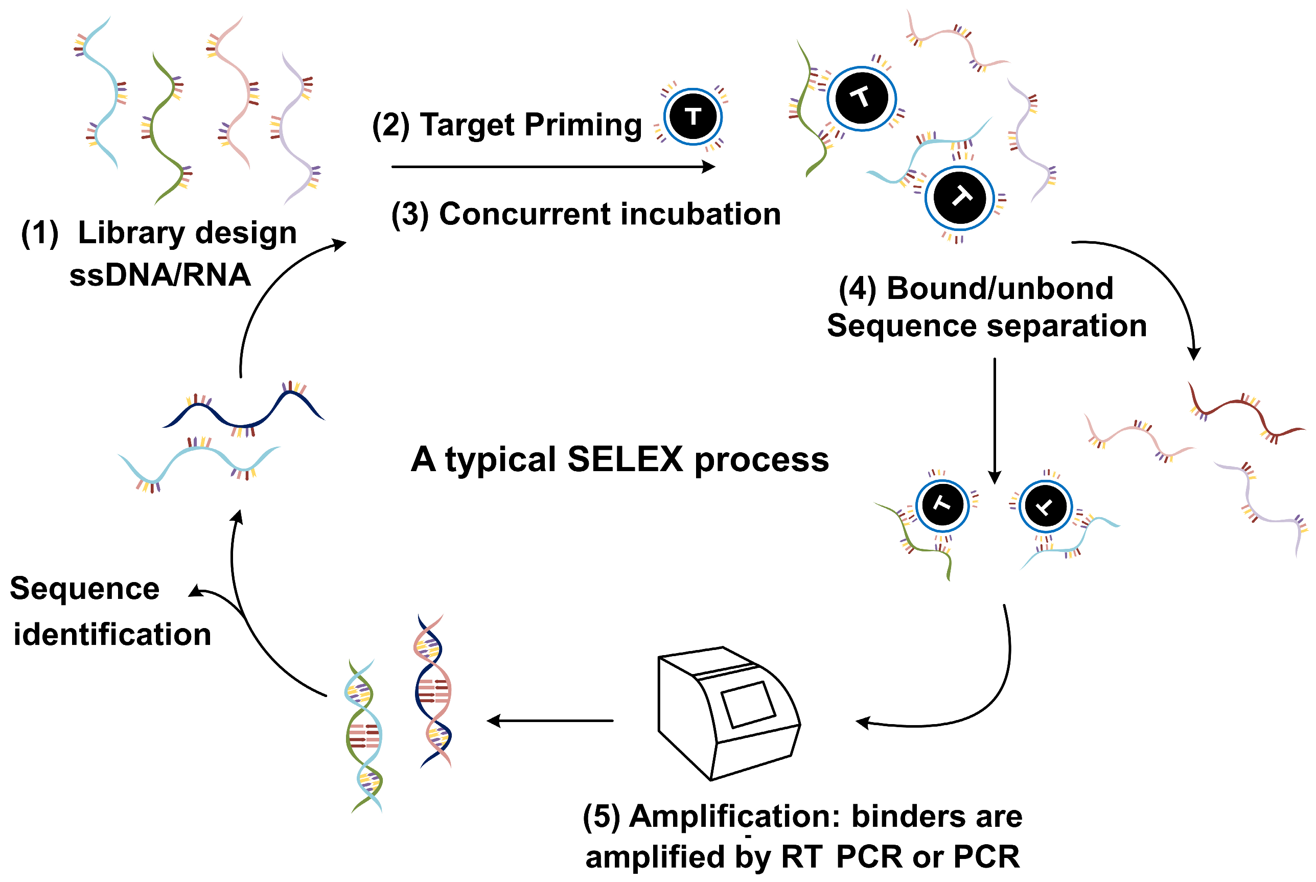 Biomolecules 15 00818 g002