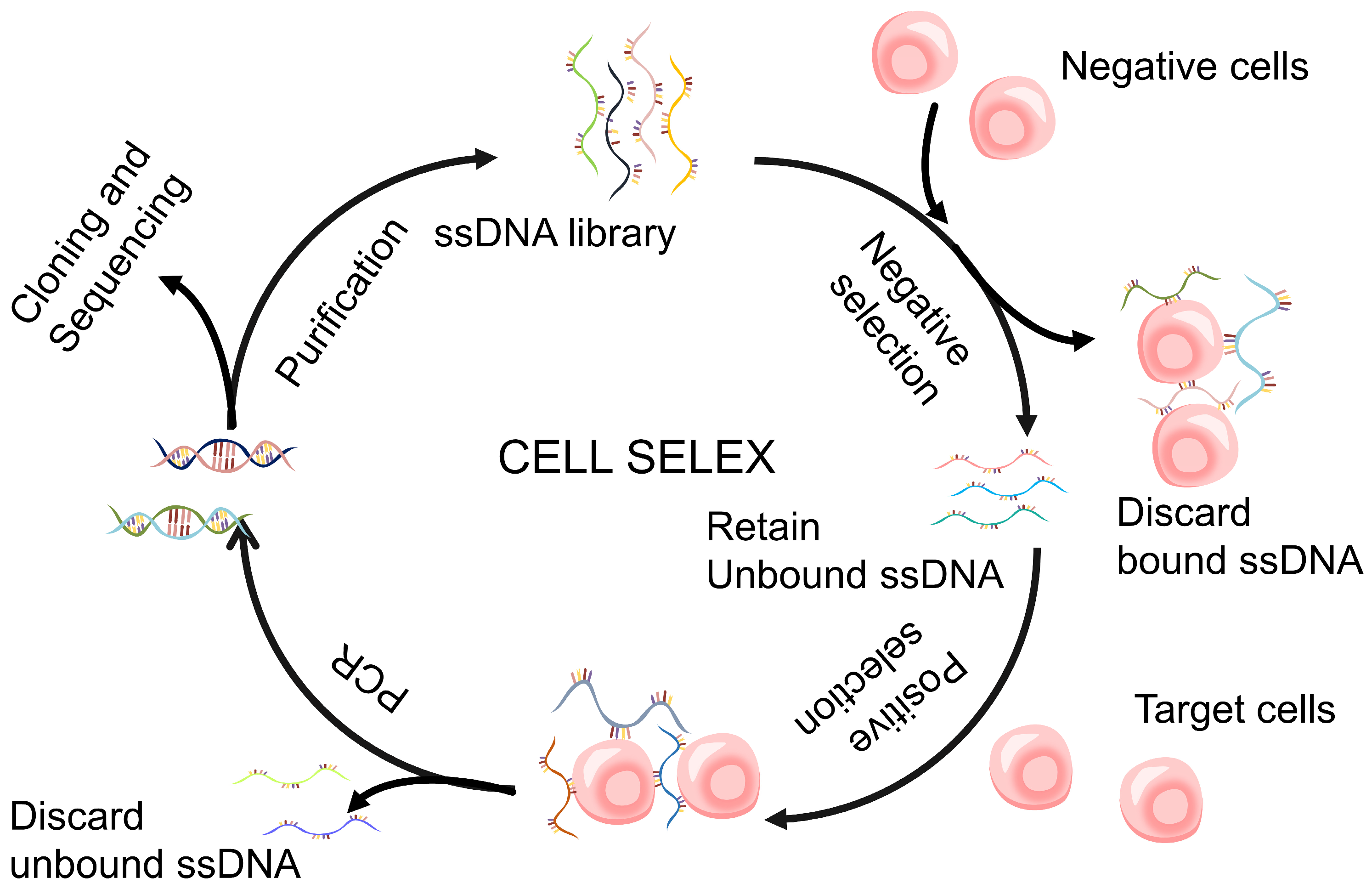 Biomolecules 15 00818 g004