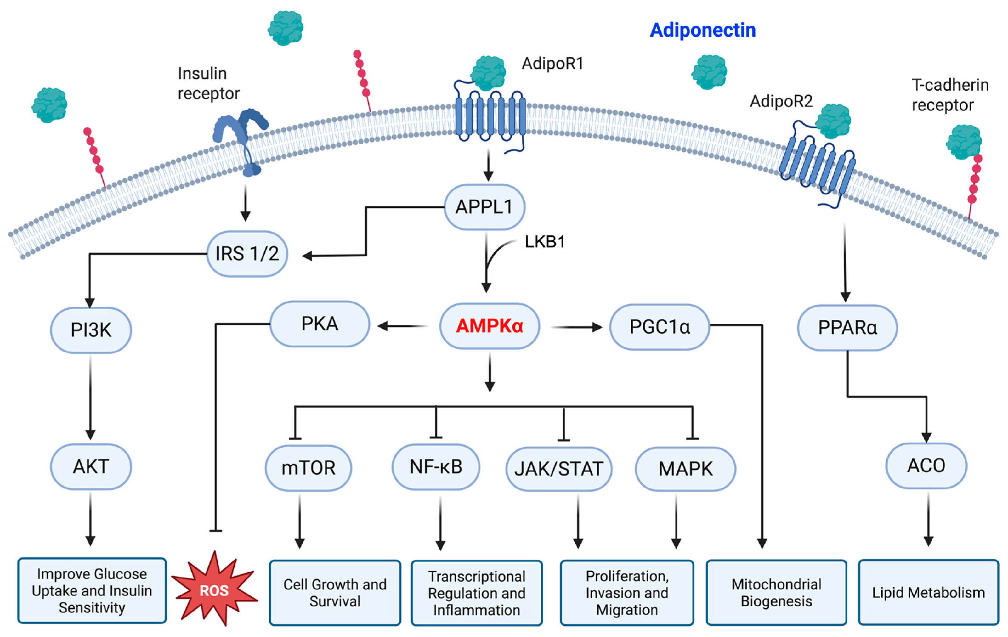 Biomolecules 15 00820 g001