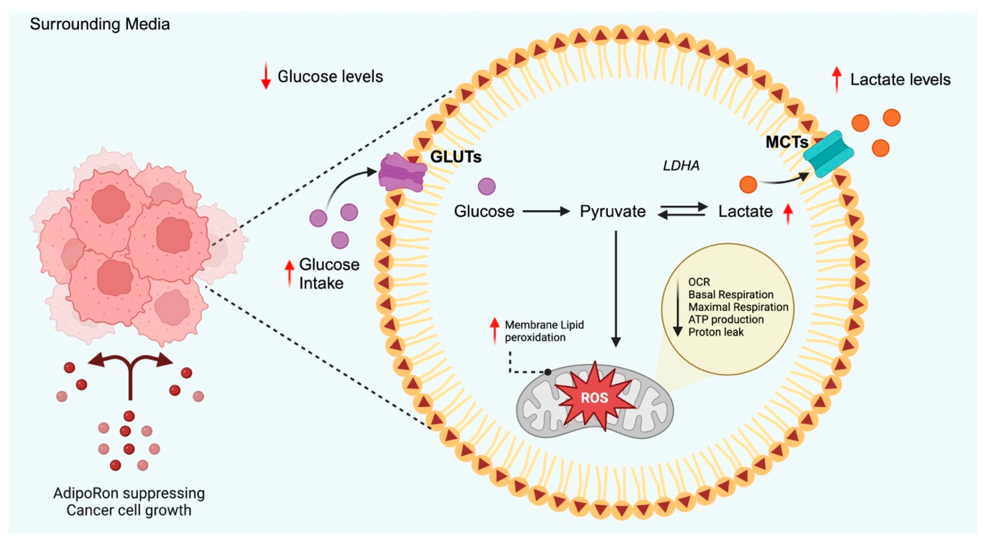 Biomolecules 15 00820 g002