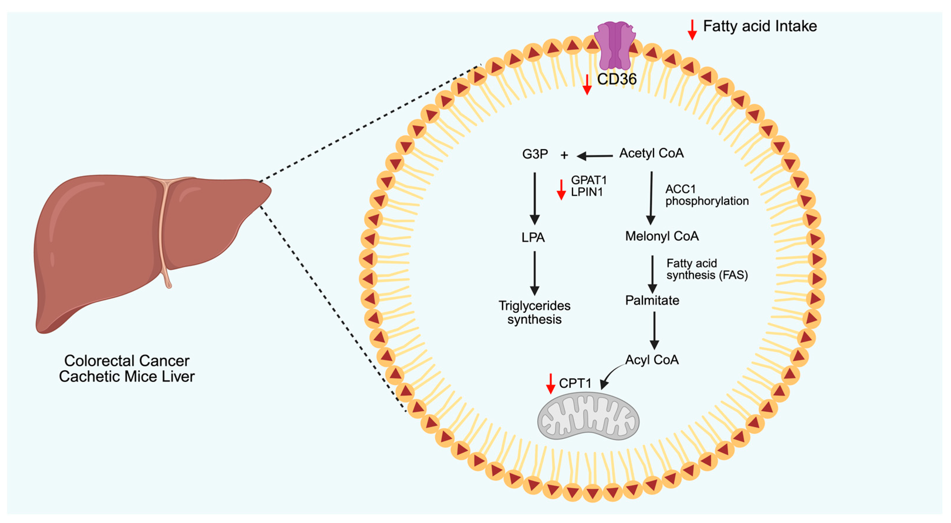 Biomolecules 15 00820 g003