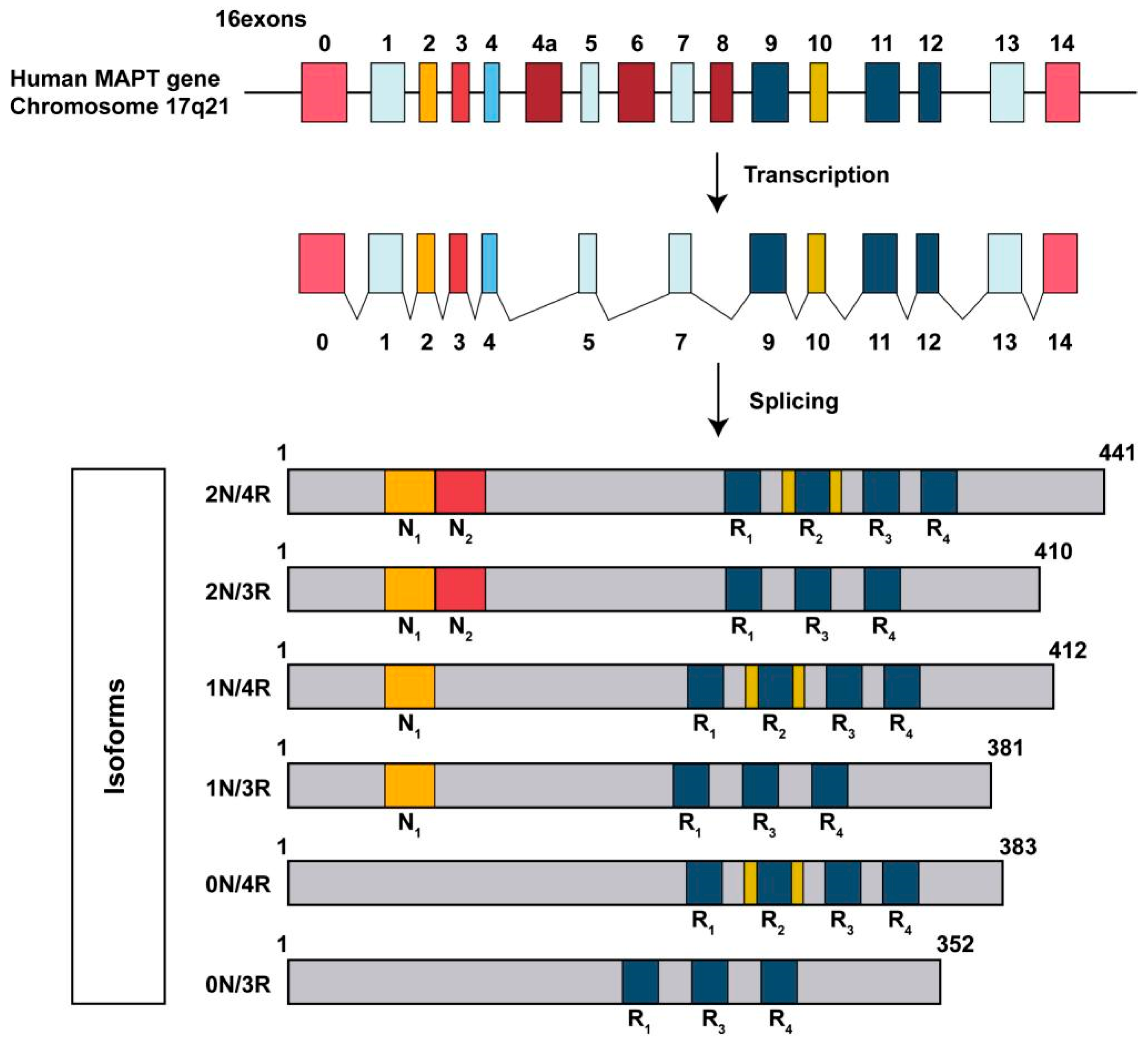 Biomolecules 15 00824 g001