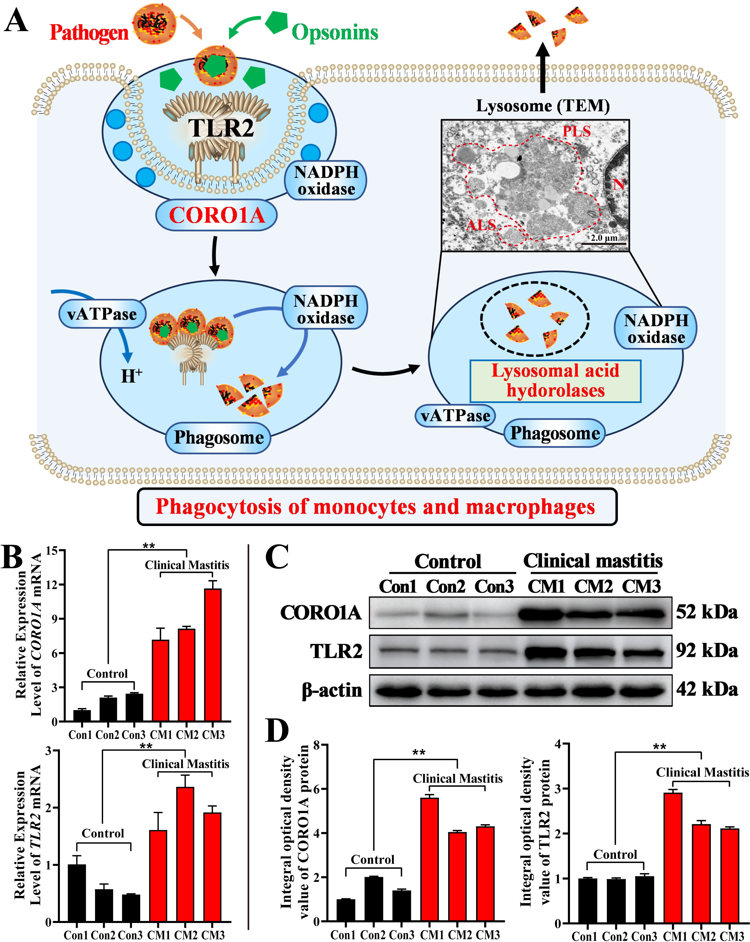 Biomolecules 15 00827 g007
