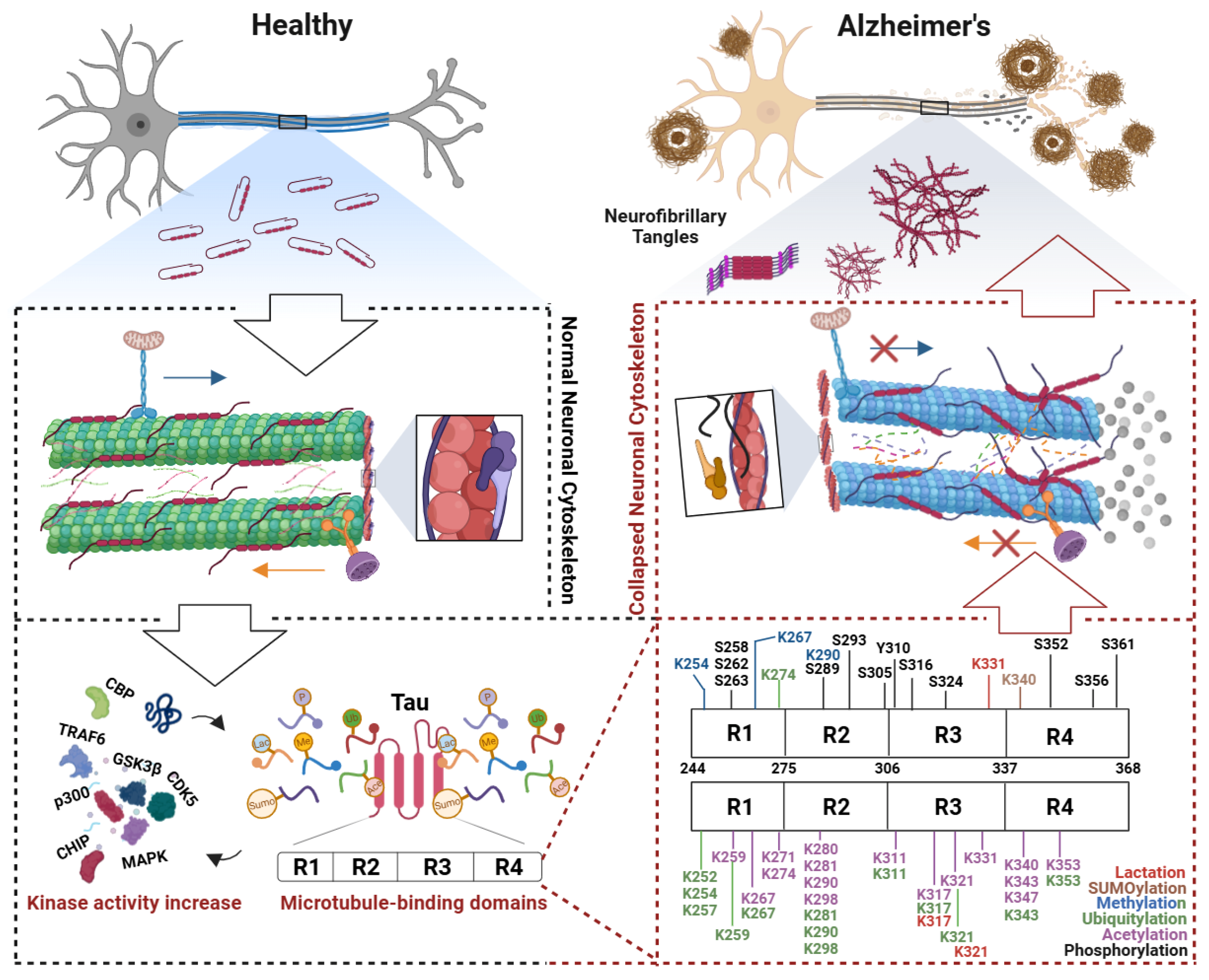 Biomolecules 15 00831 g002 Biomolecules 15 00831 g002
