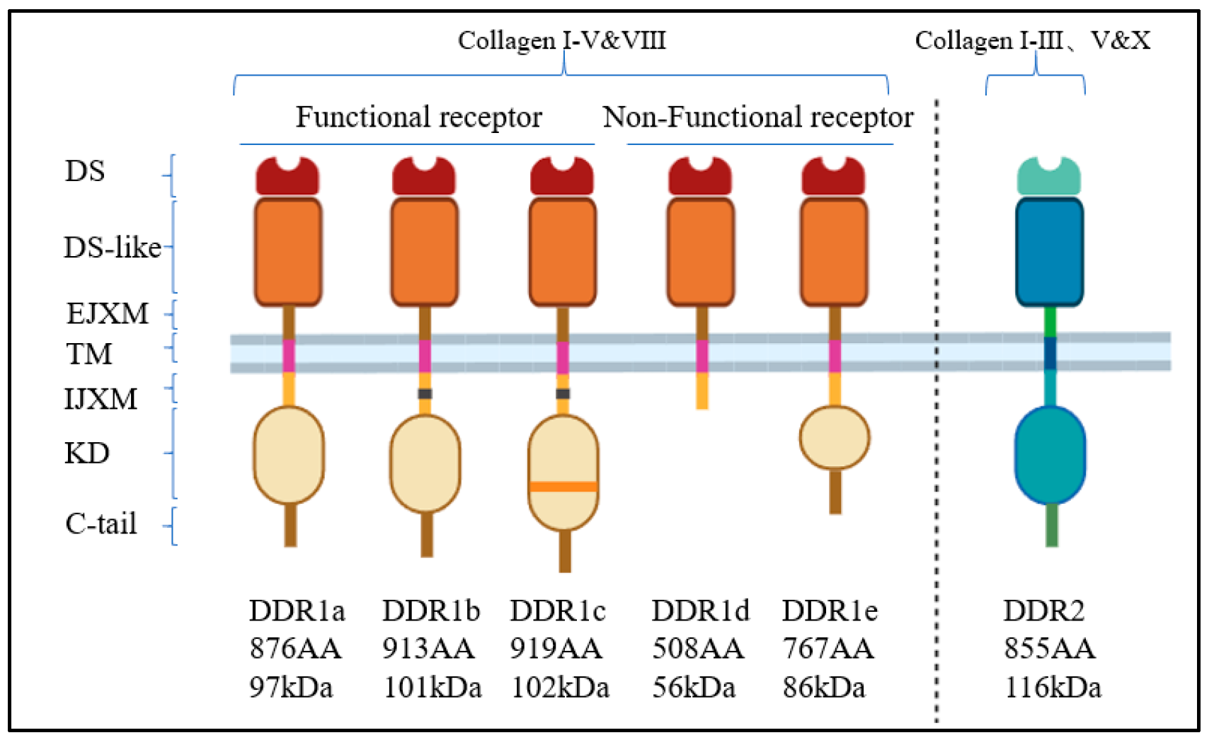 Biomolecules 15 00832 g001