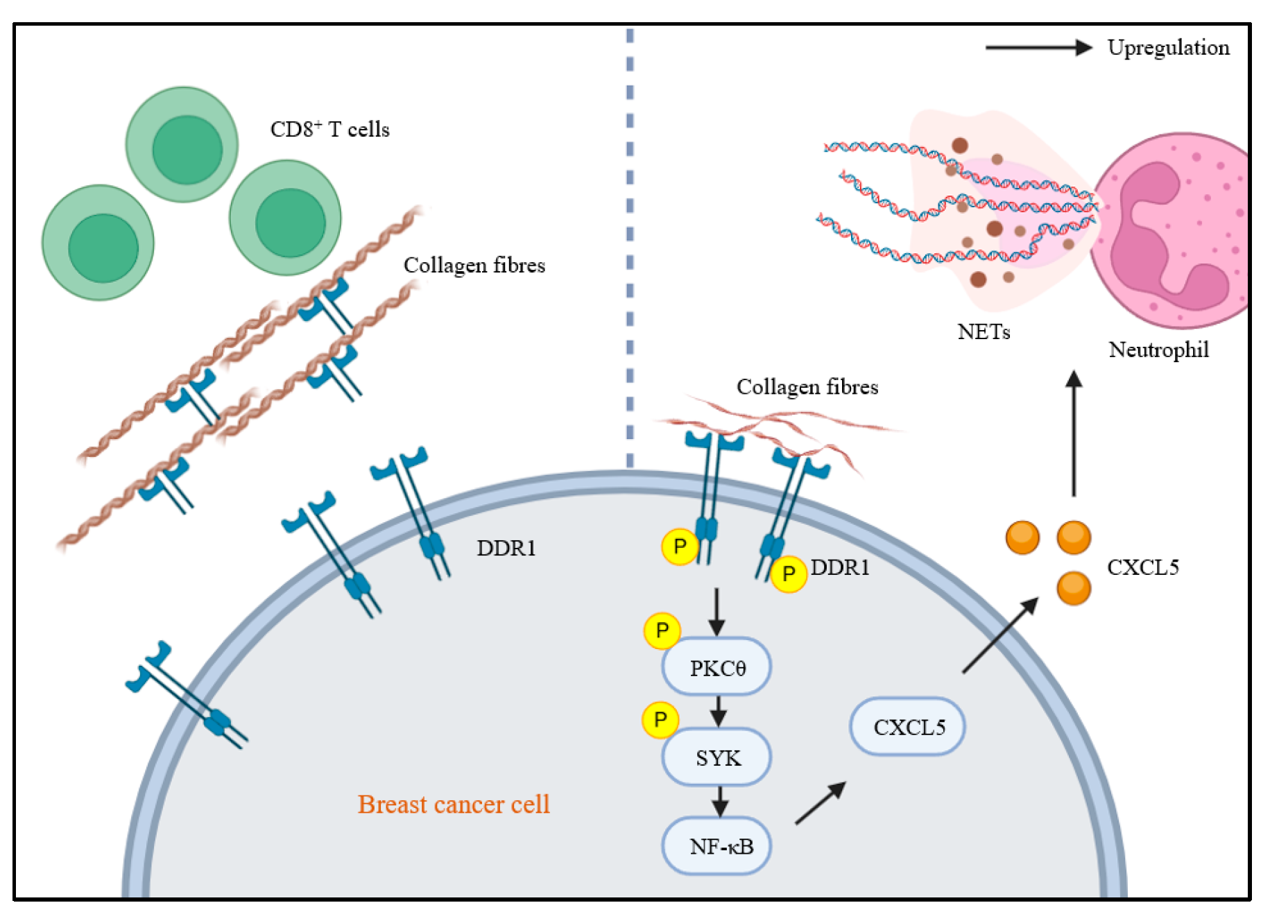 Biomolecules 15 00832 g002