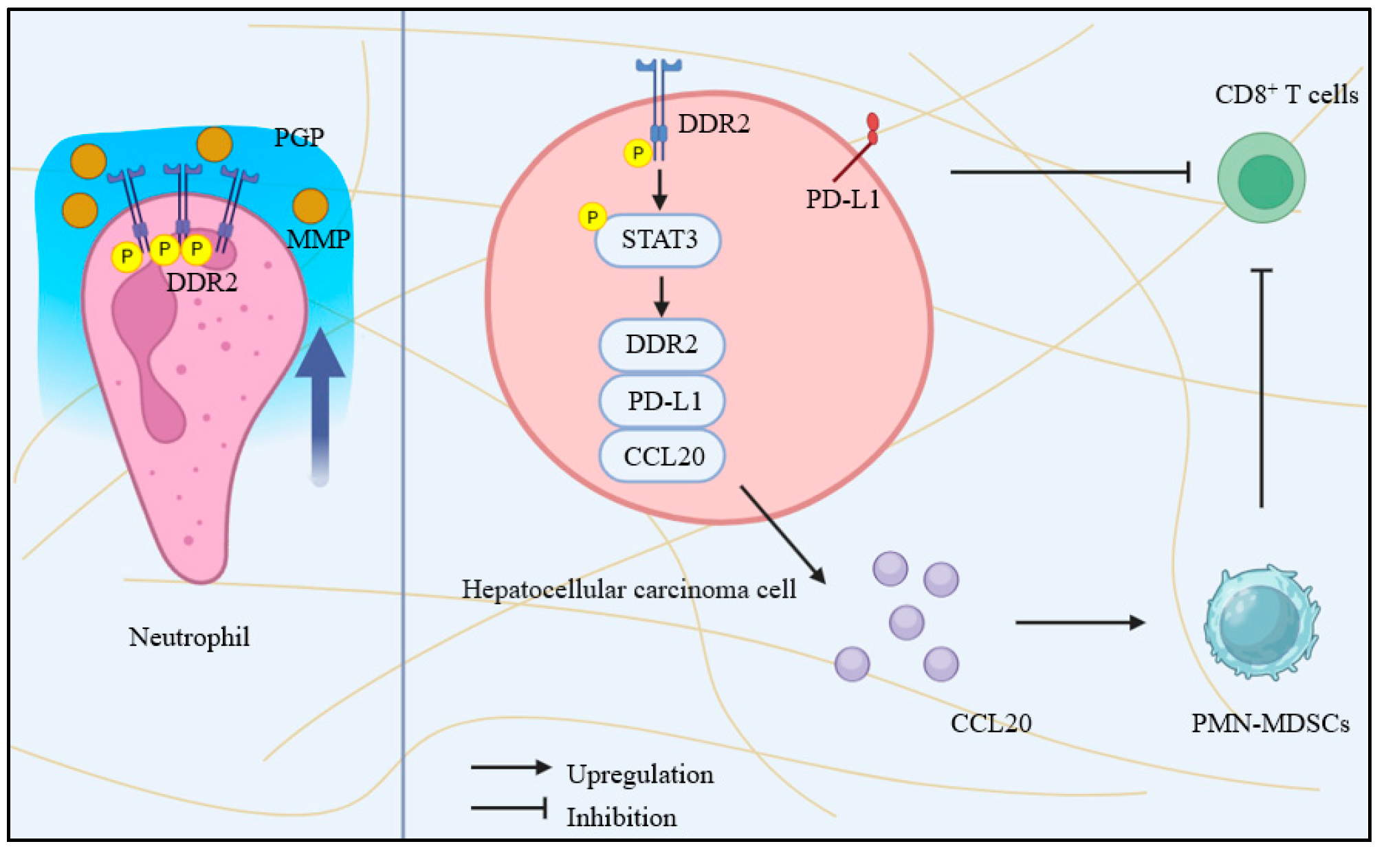 Biomolecules 15 00832 g003