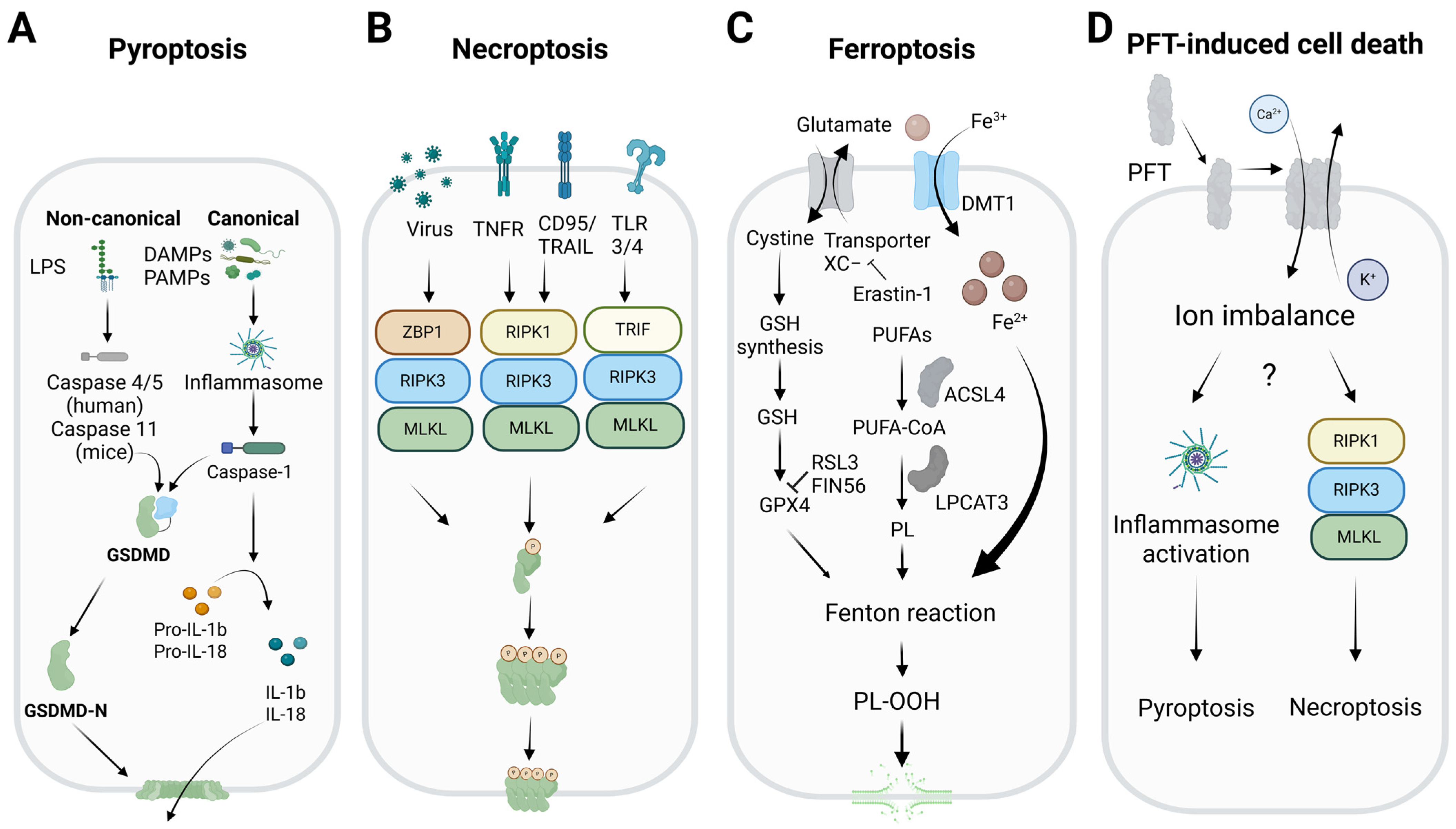 Biomolecules 15 00854 g001
