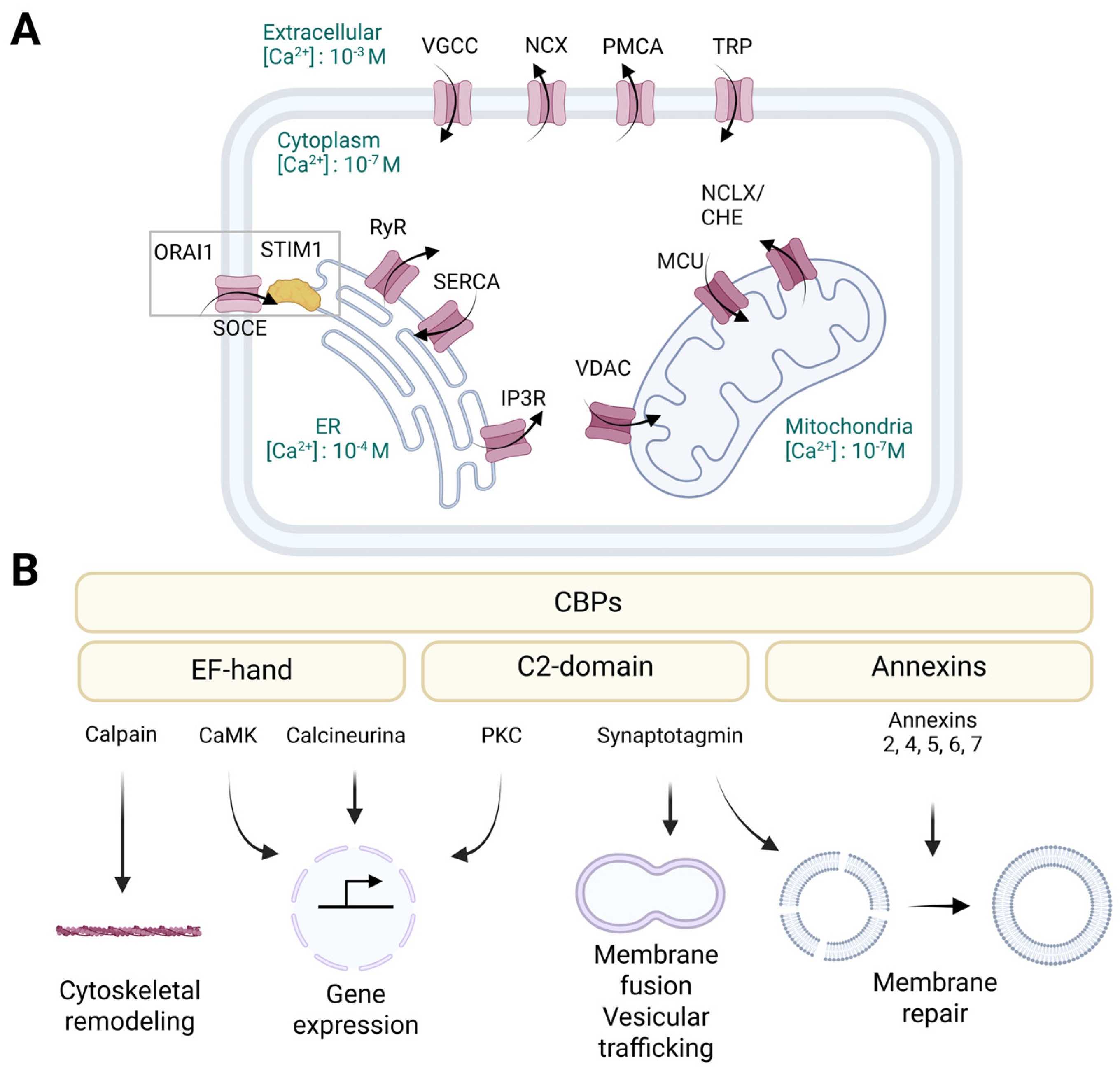 Biomolecules 15 00854 g002