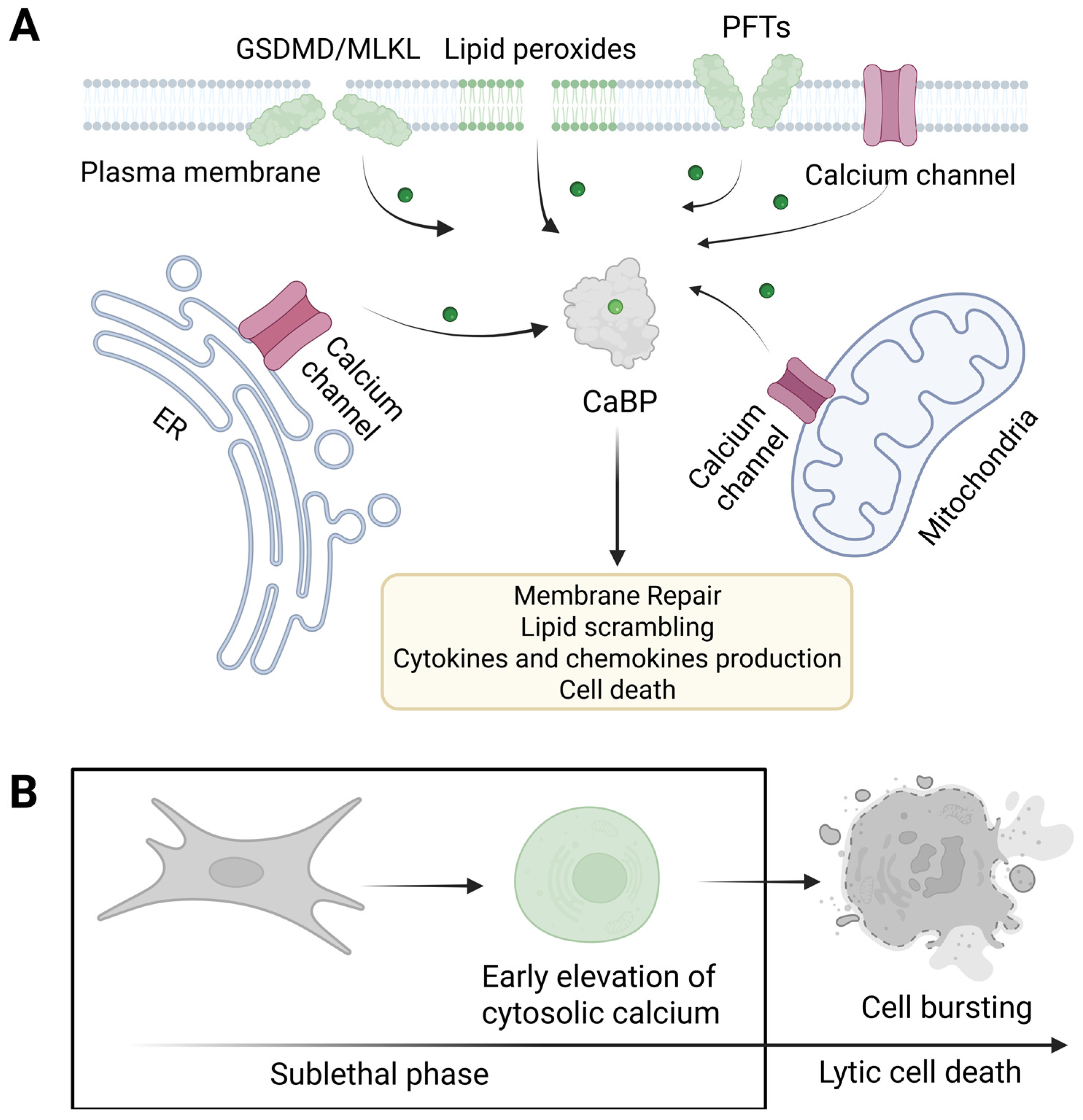 Biomolecules 15 00854 g003
